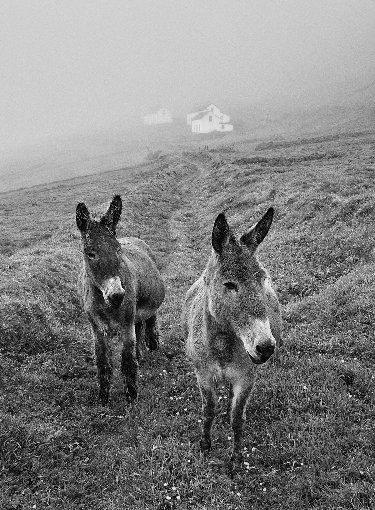 Blasket Island Donkeys