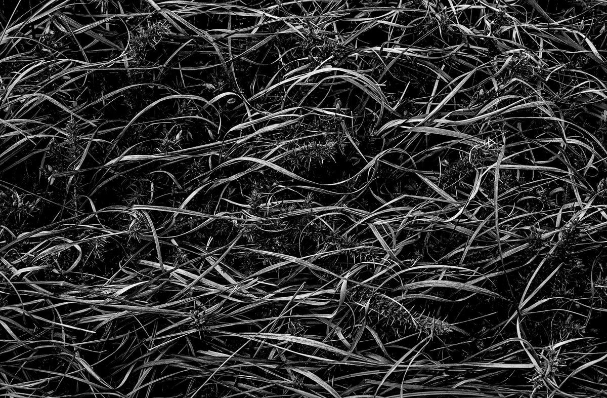 Wild Grass — Black & White Photography by Giles Norman