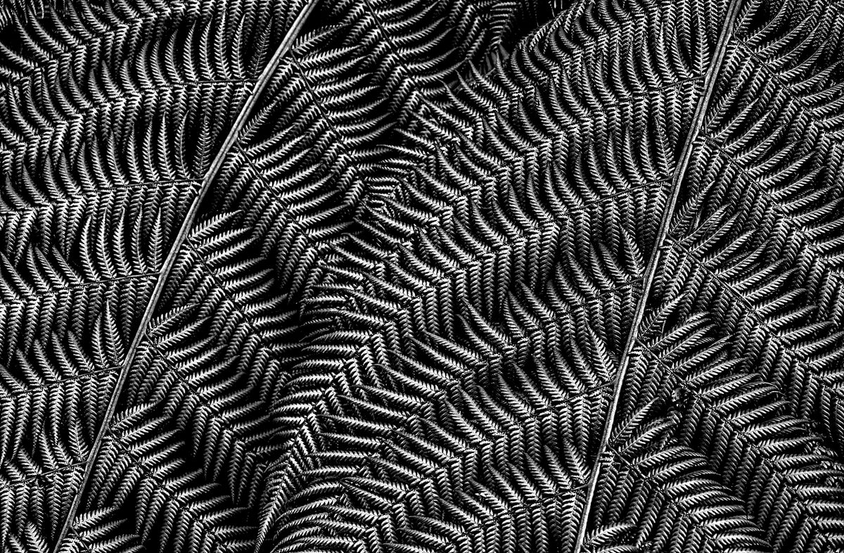 Silver Fern — Black & White Photography by Giles Norman