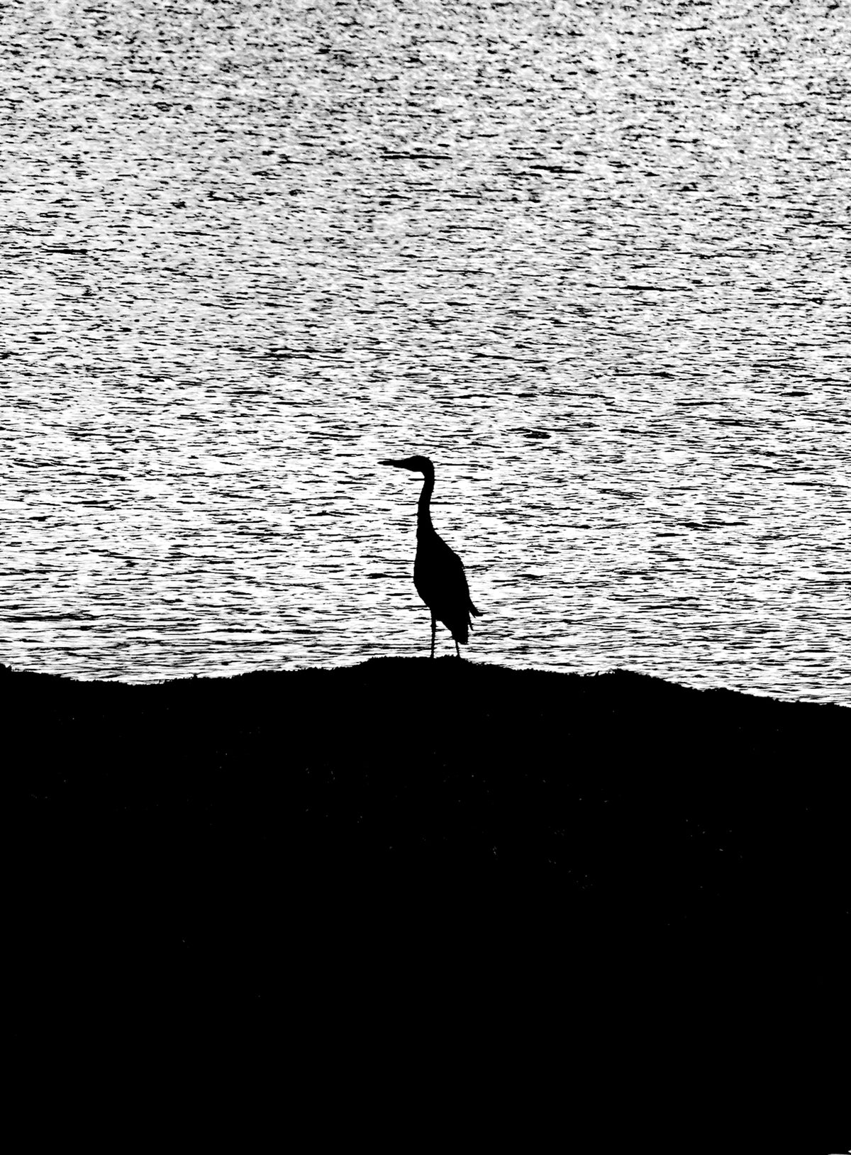 Heron — Black & White Photography by Giles Norman