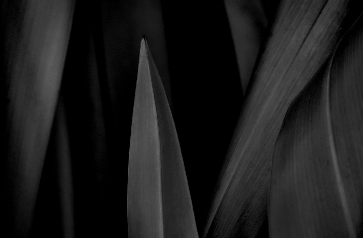 Flora — Black & White Photography by Giles Norman