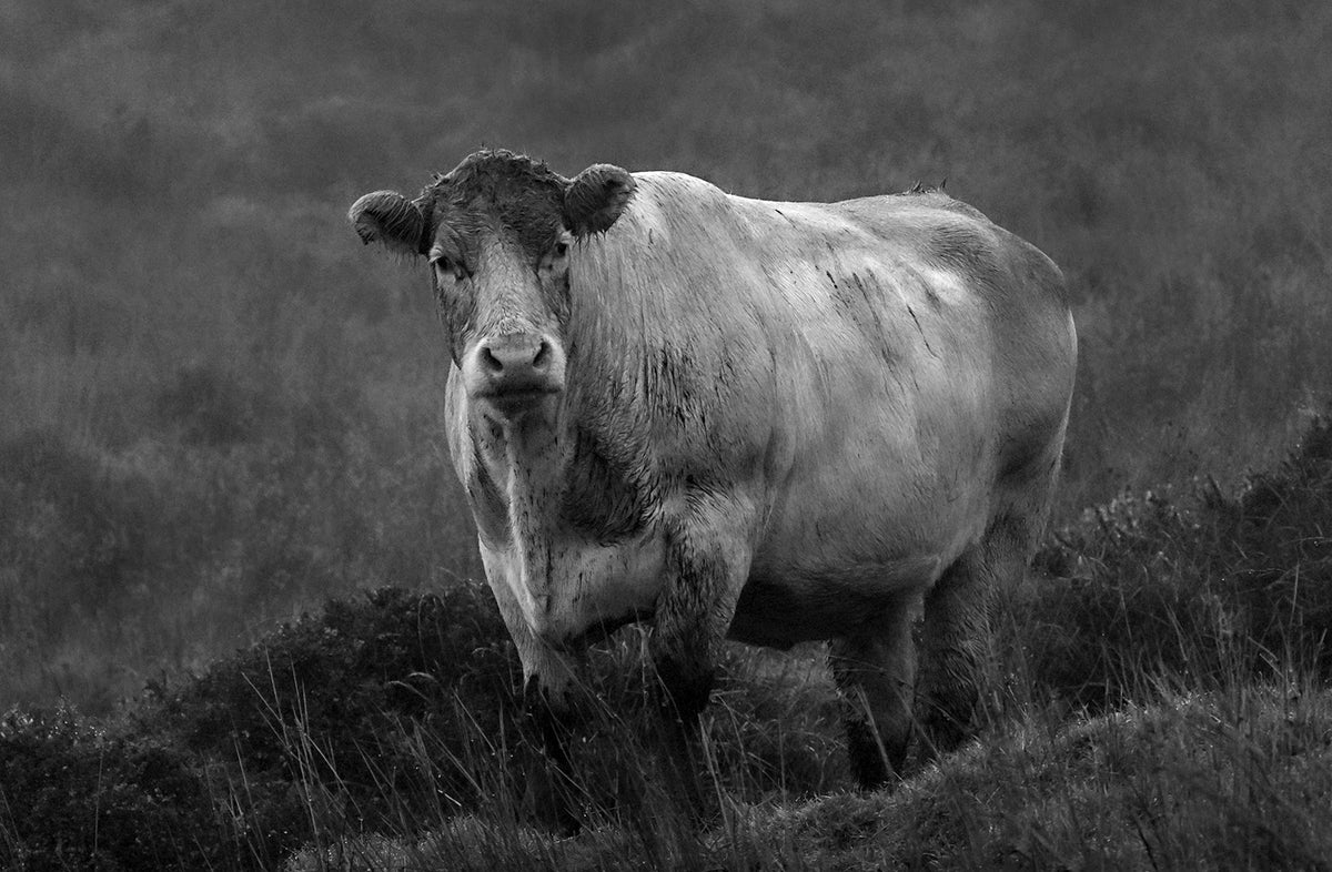 Bull — Black & White Photography by Giles Norman