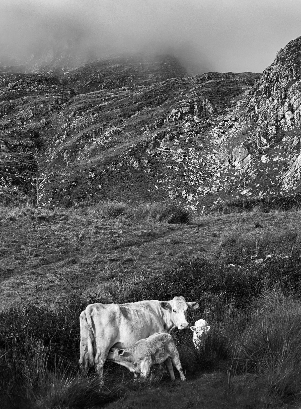 Cow & Calves — Black & White Photography by Giles Norman