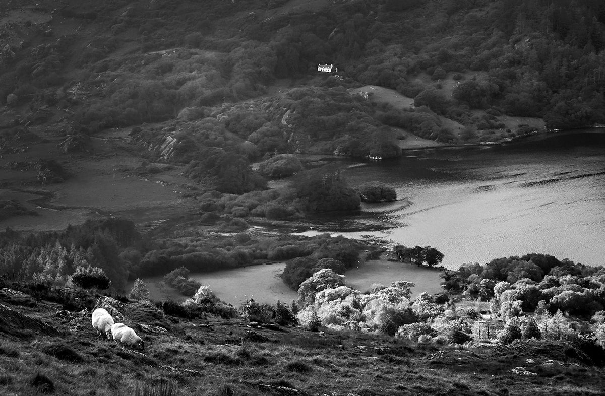Two Sheep — Black & White Photography by Giles Norman