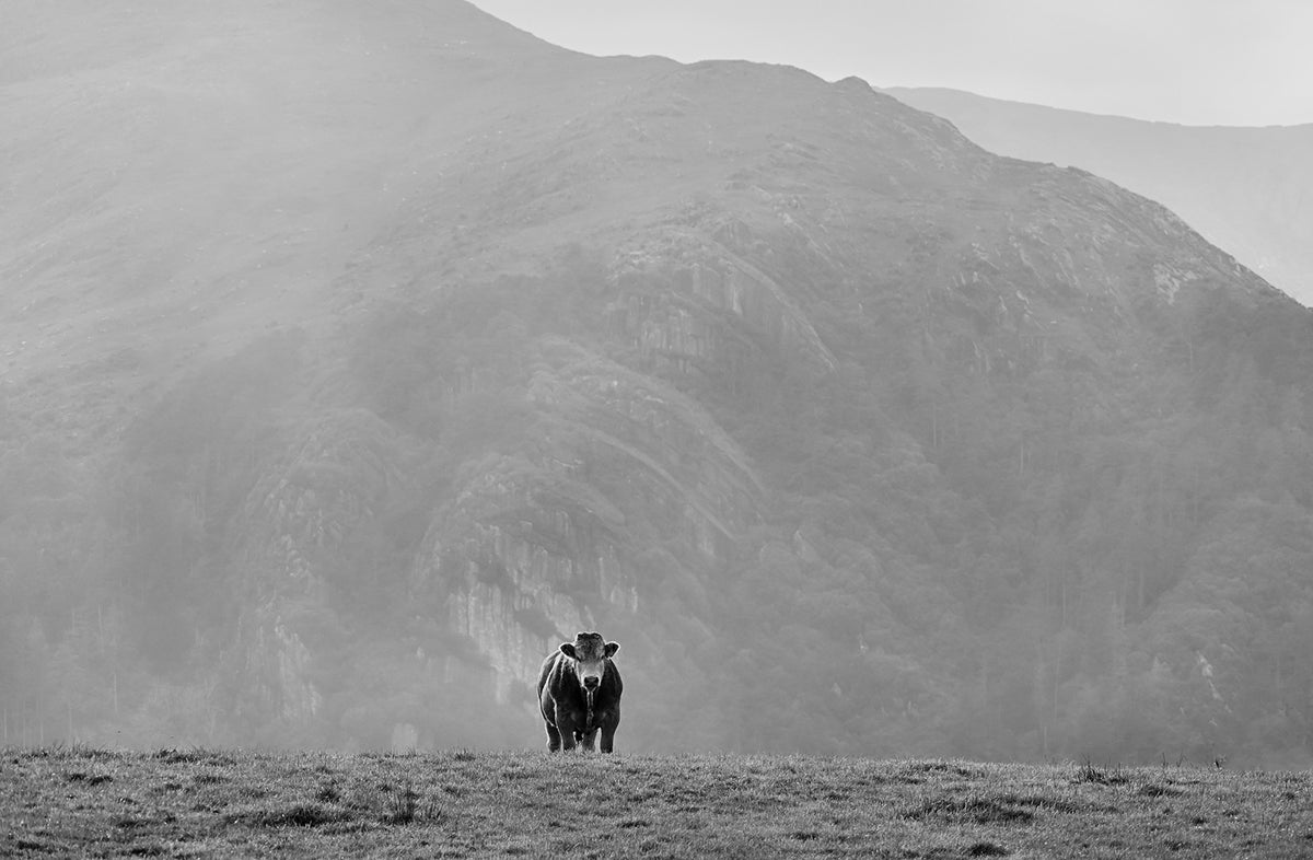 Bull — Black & White Photography by Giles Norman