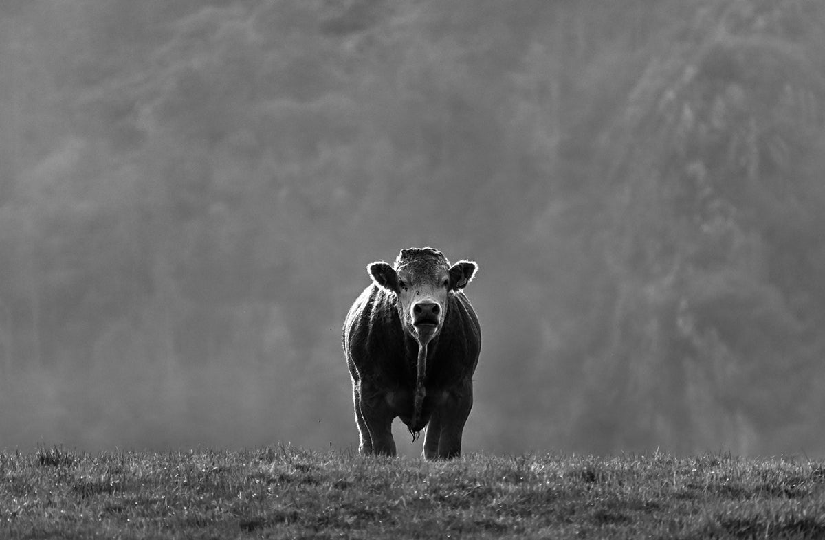 Bull — Black & White Photography by Giles Norman