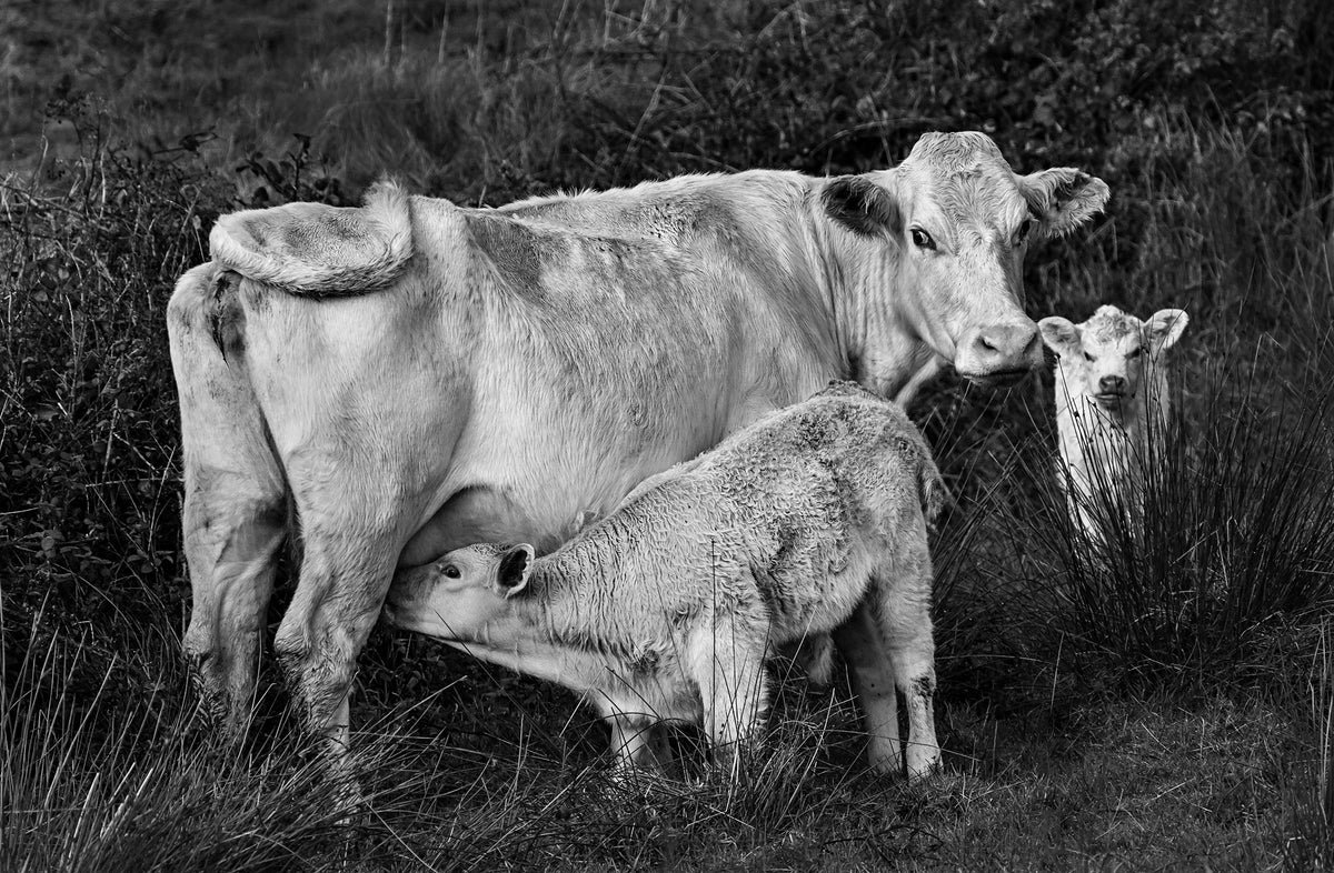 Cow & Calves — Black & White Photography by Giles Norman