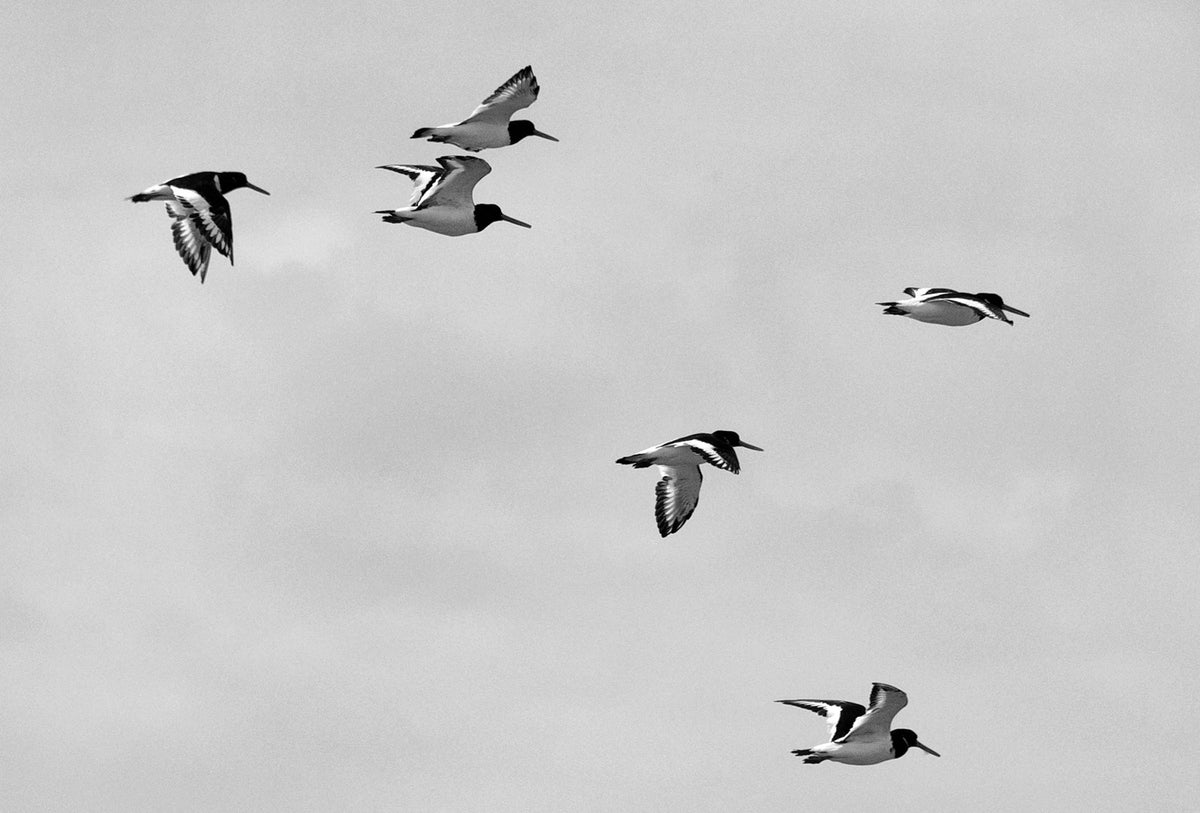 Oystercatchers