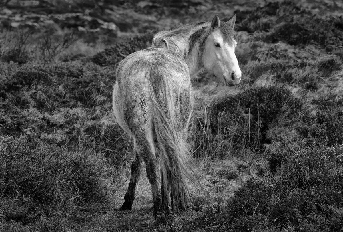 Connemara Pony