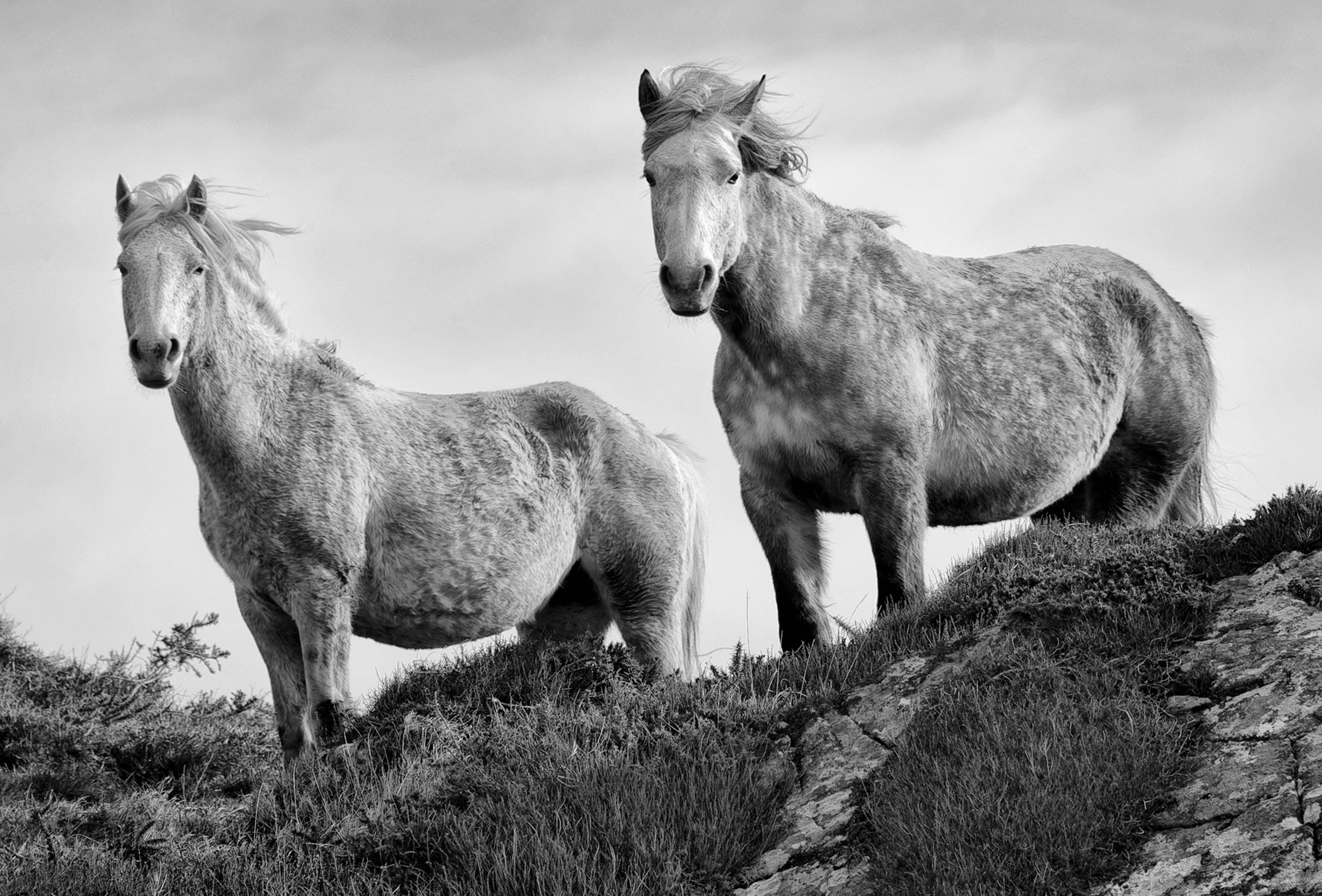 Connemara Ponies