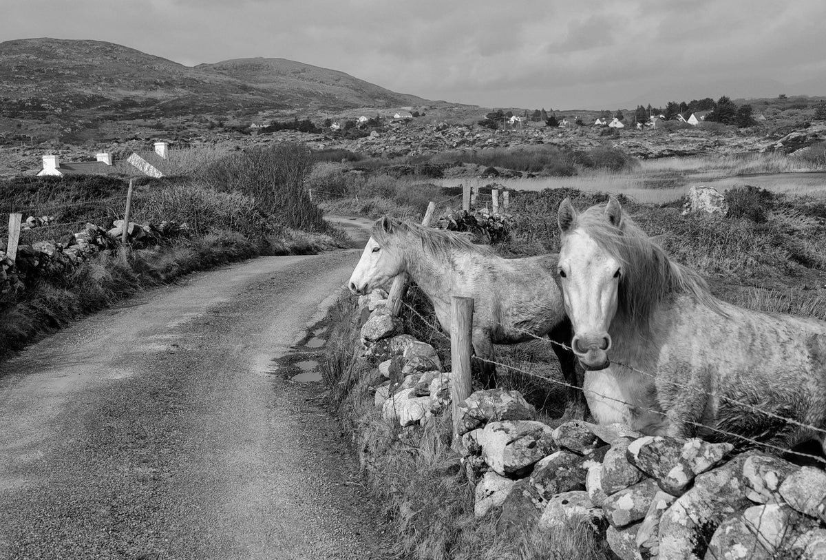 Connemara Ponies