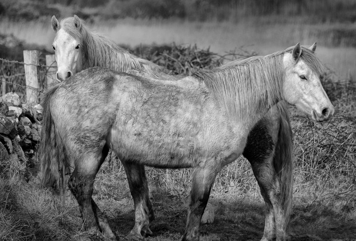 Connemara Ponies