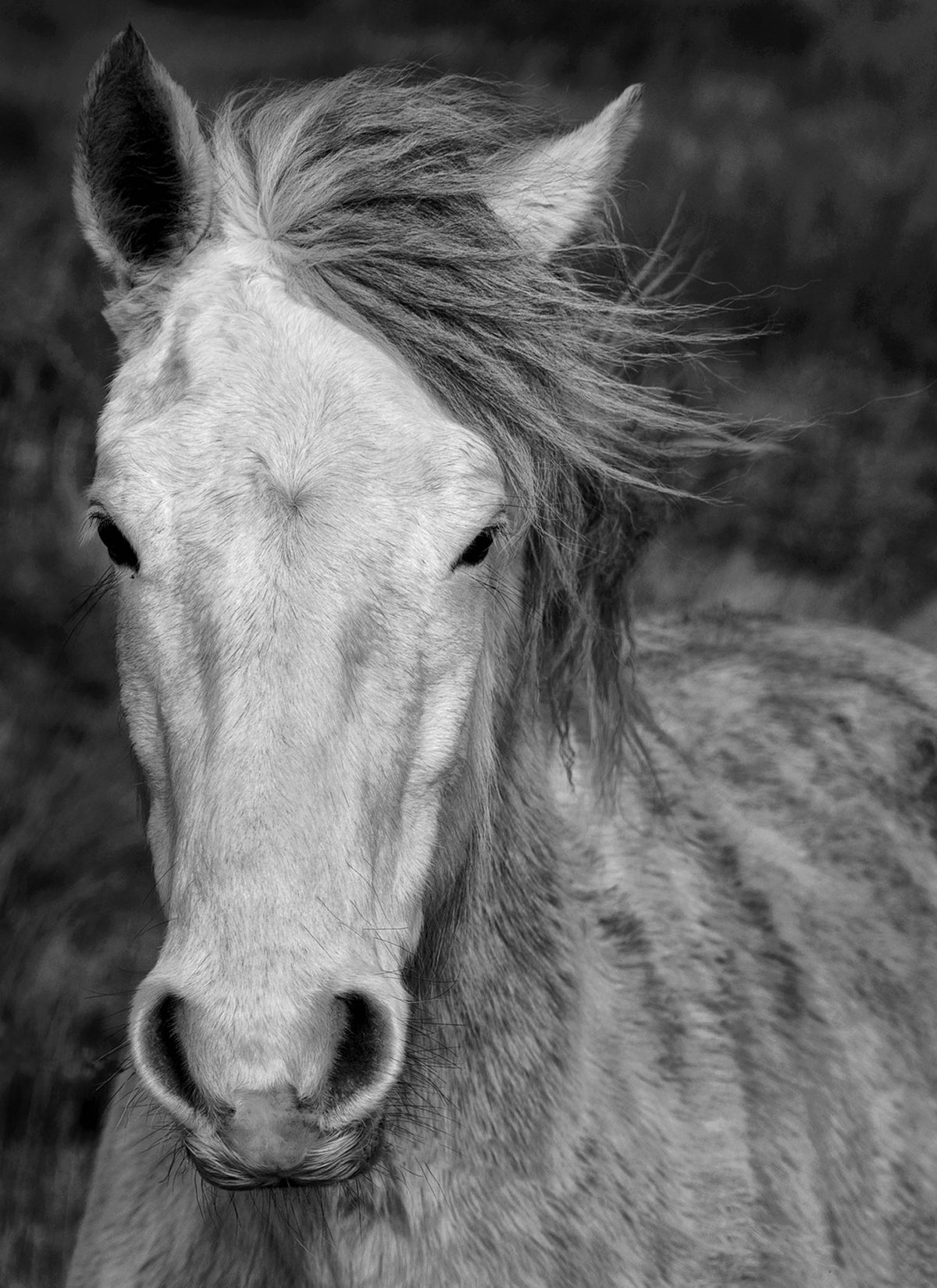 Connemara Pony