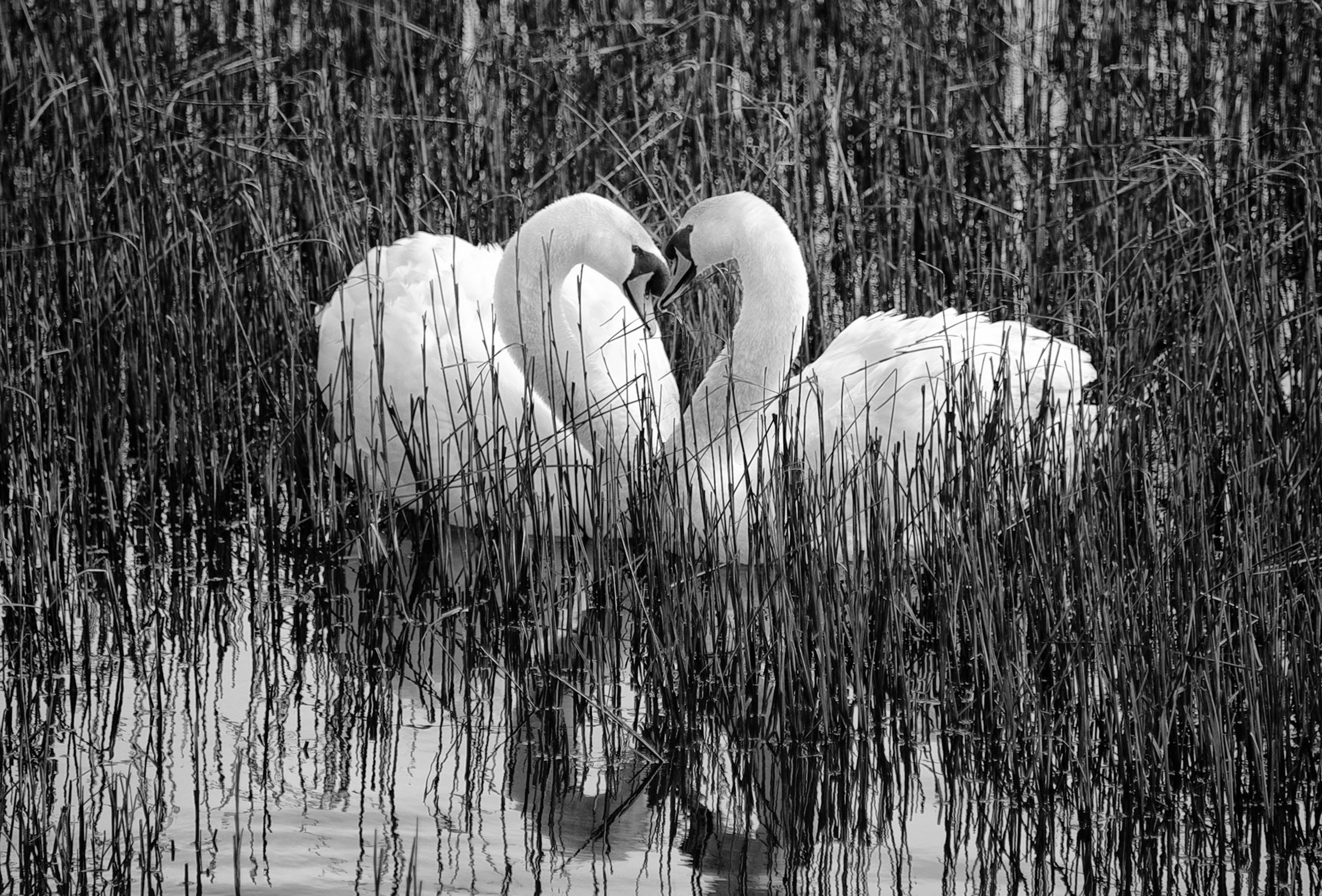 Two Swans