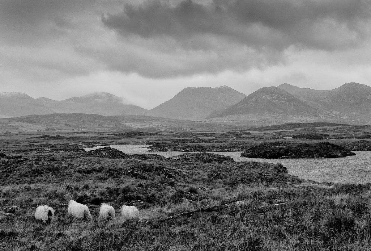 The Bog Road