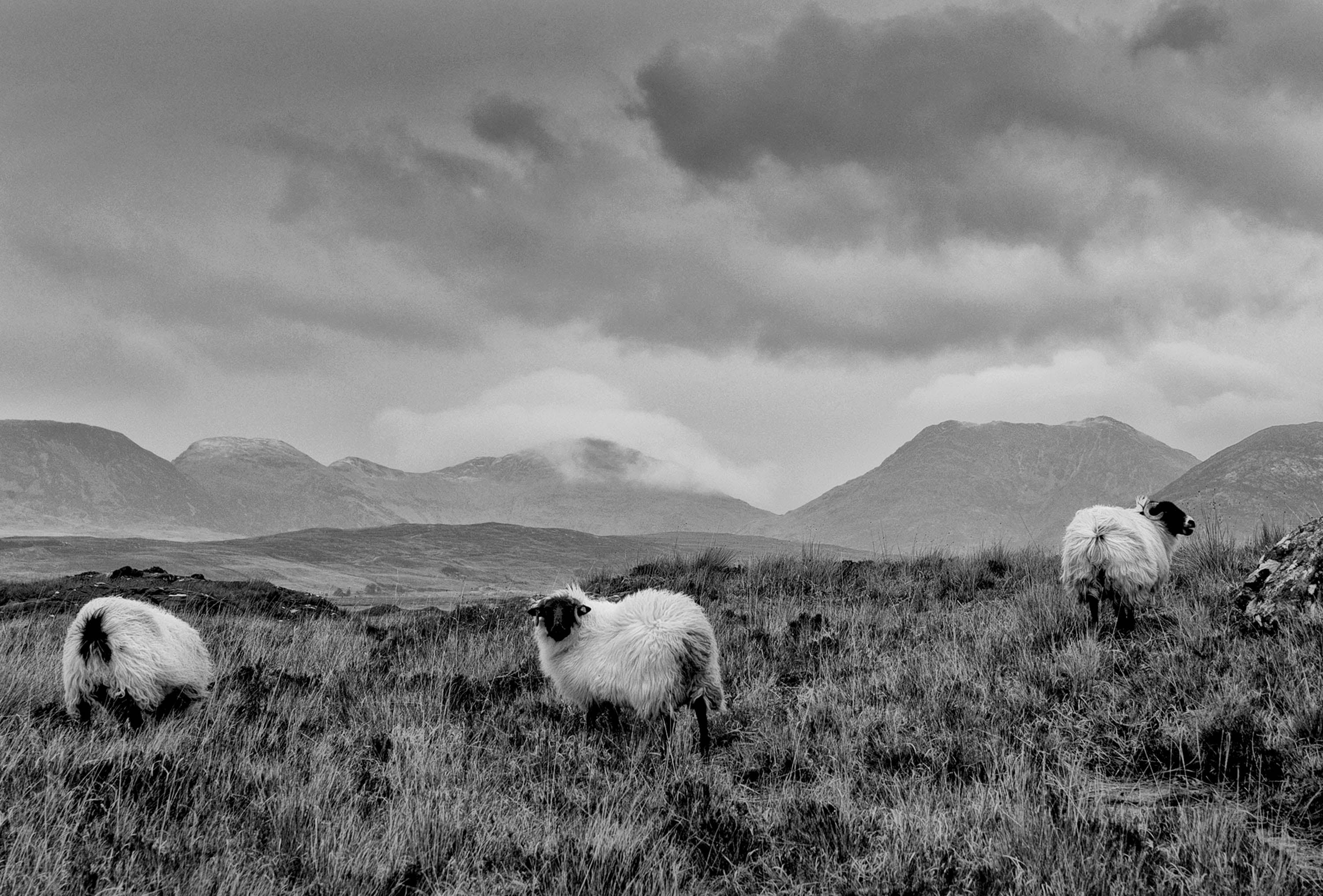 Connemara