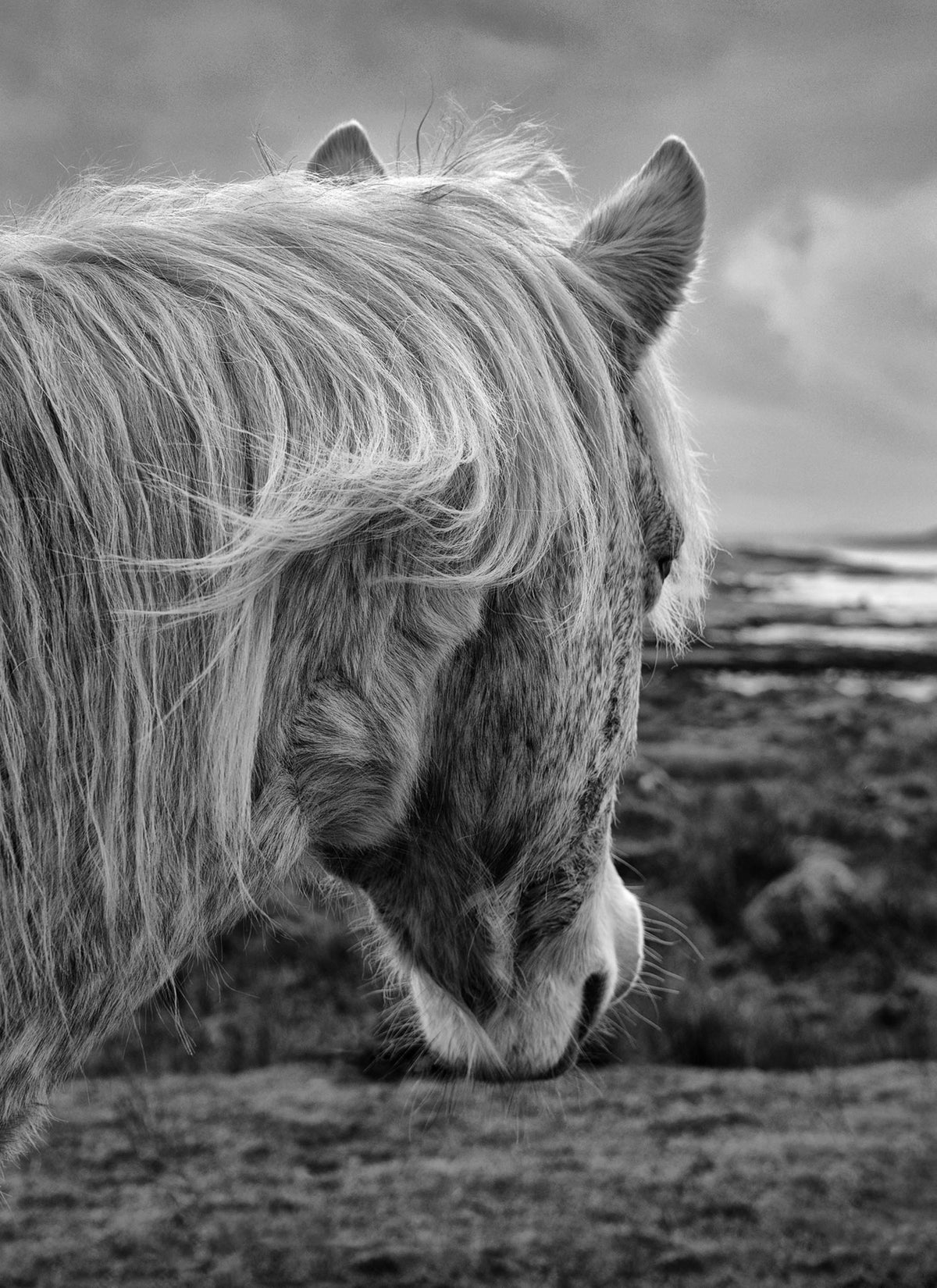 Connemara Pony
