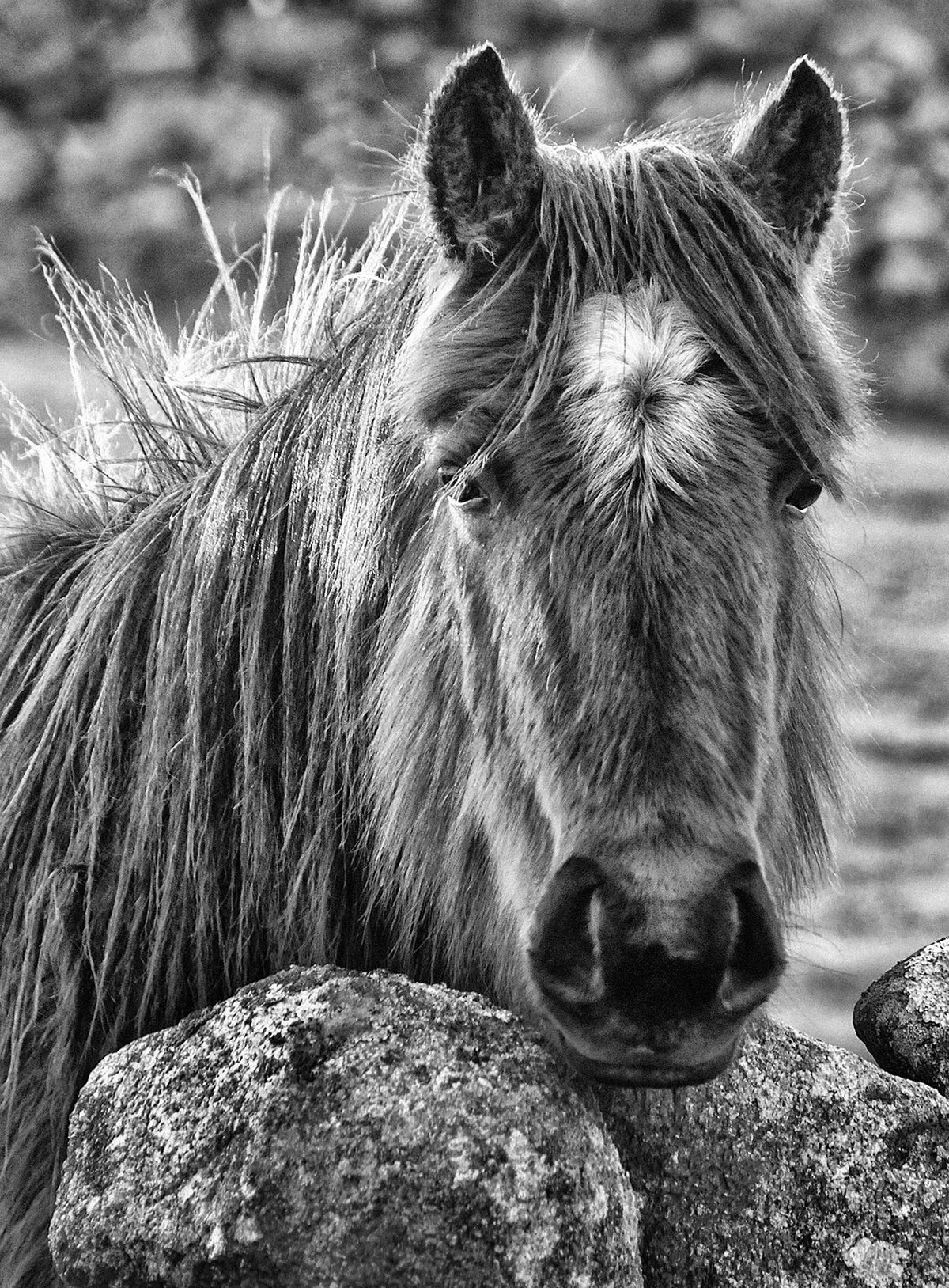 Donegal Horse