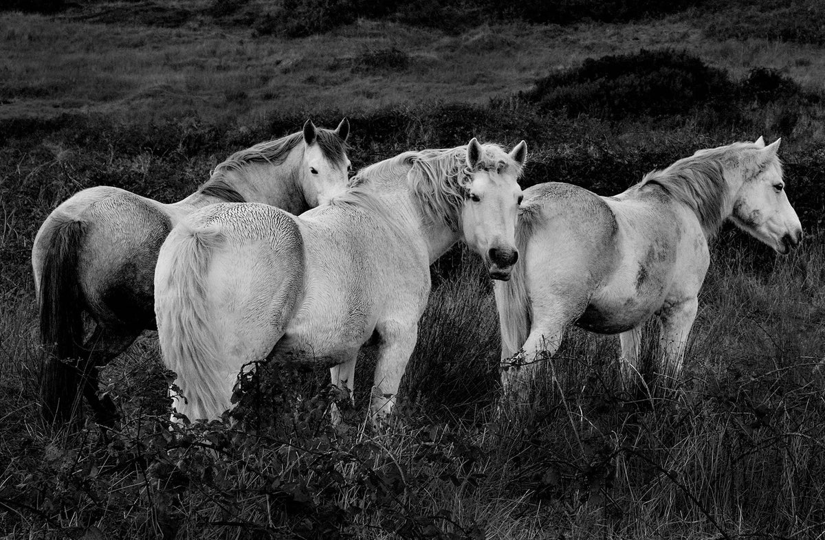 Horses, Donegal, 2022