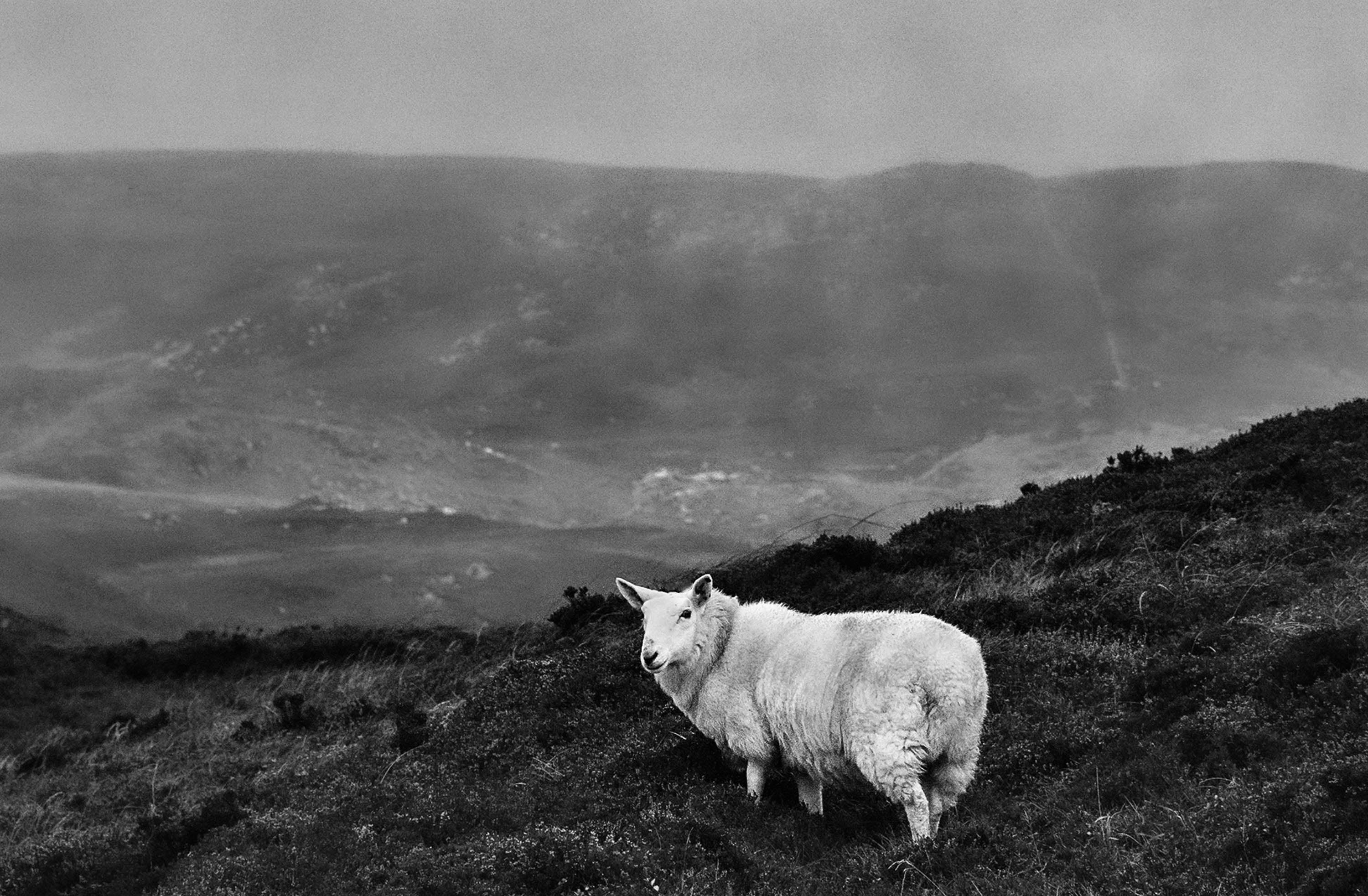 Donegal Sheep, 2022