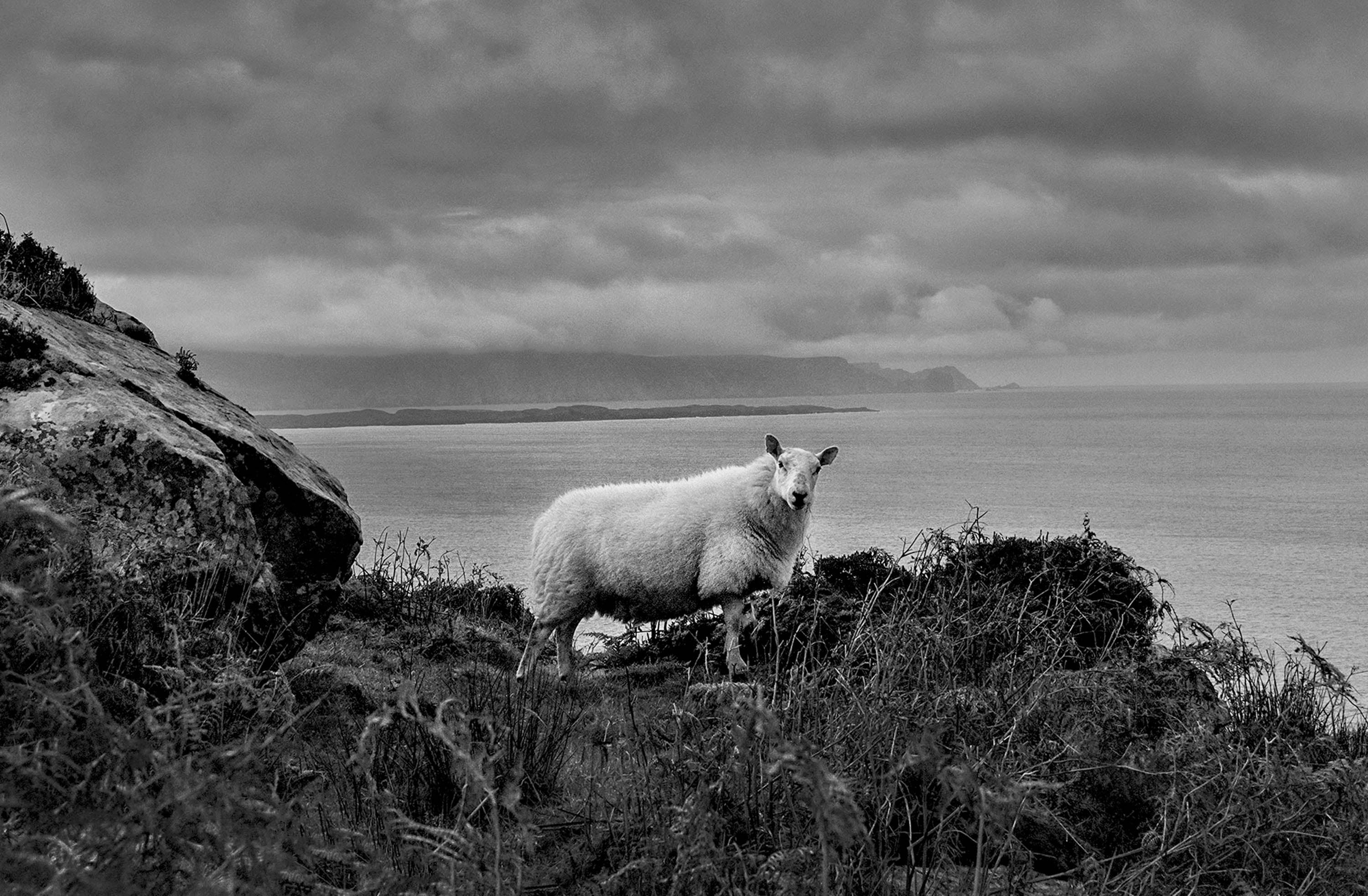 Donegal Sheep, 2022