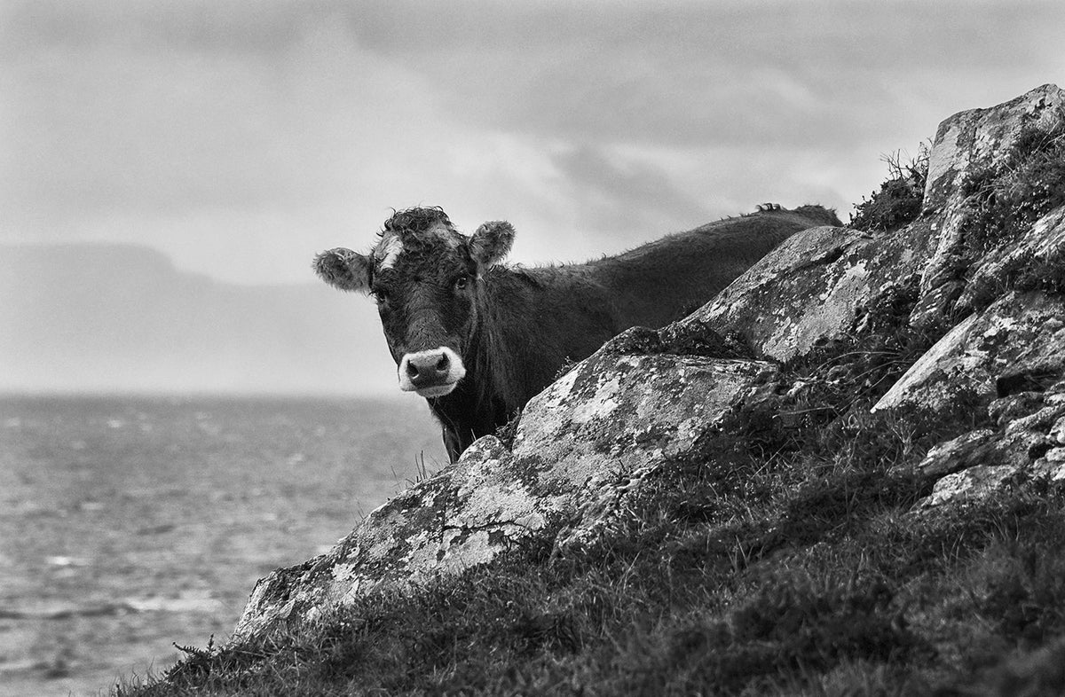 Donegal Cow, 2022