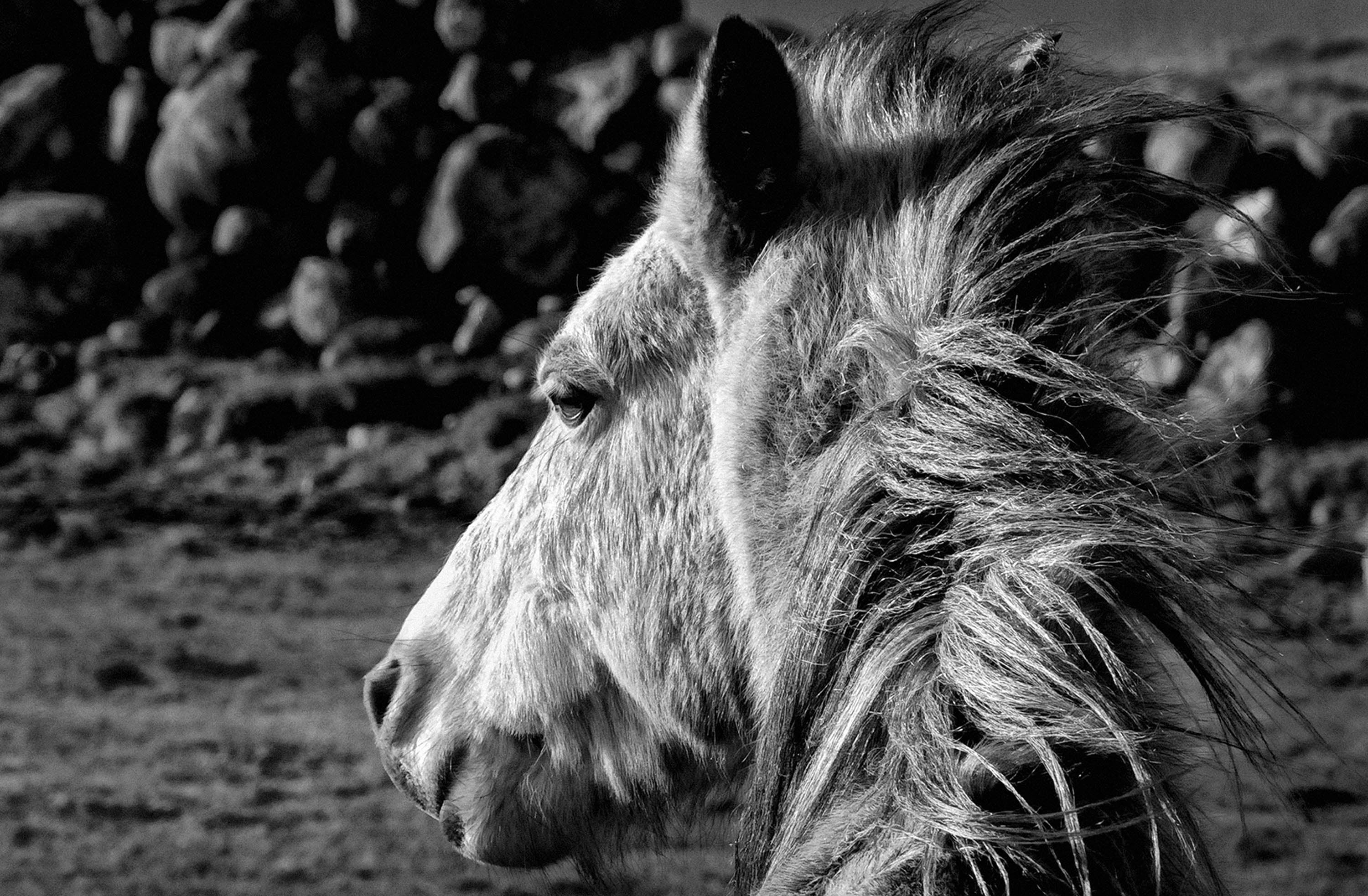 Donegal Horse