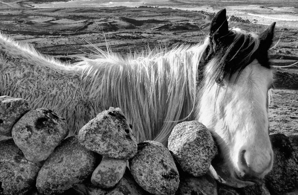 Donegal Horse