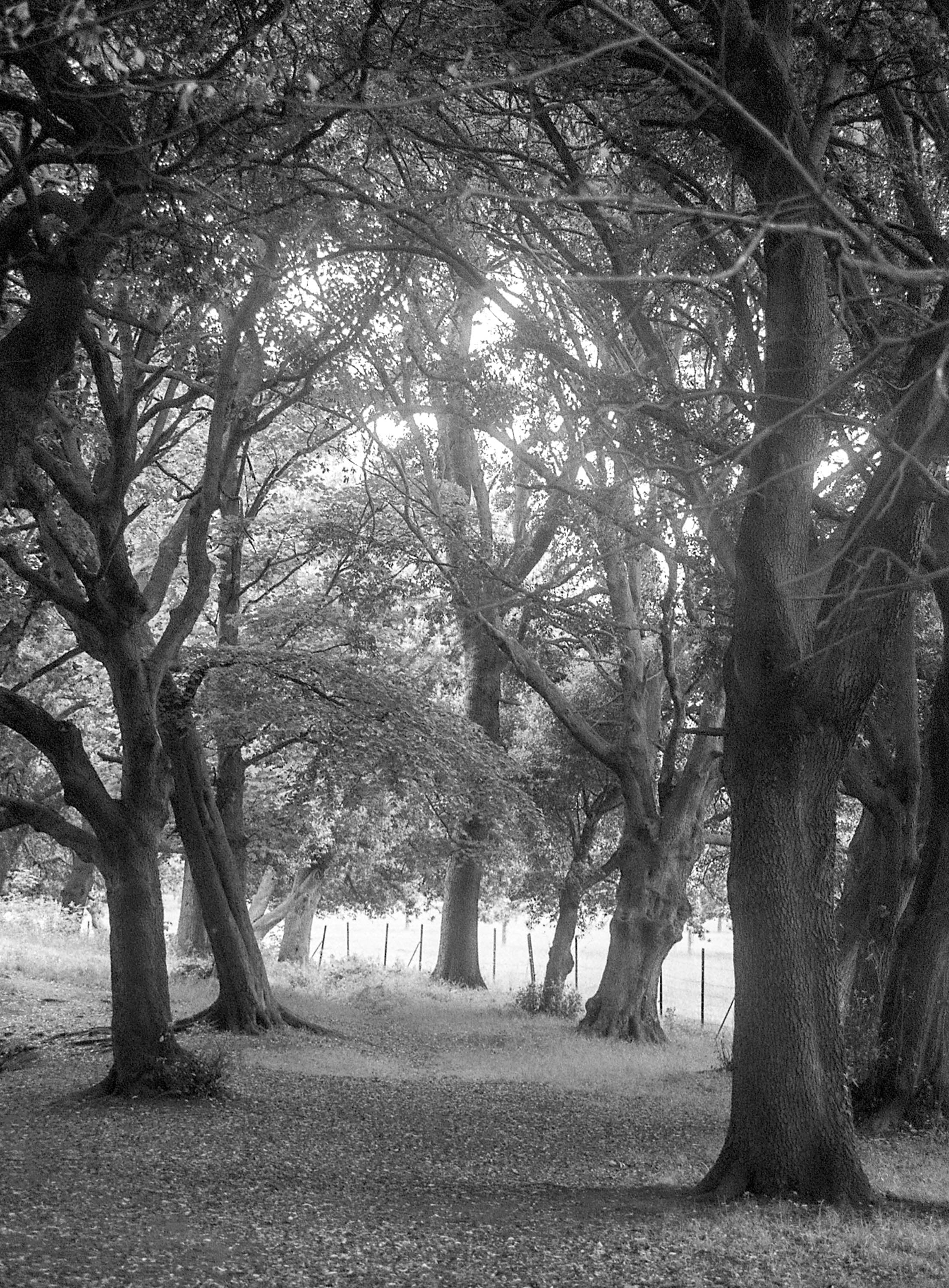 Phoenix Park