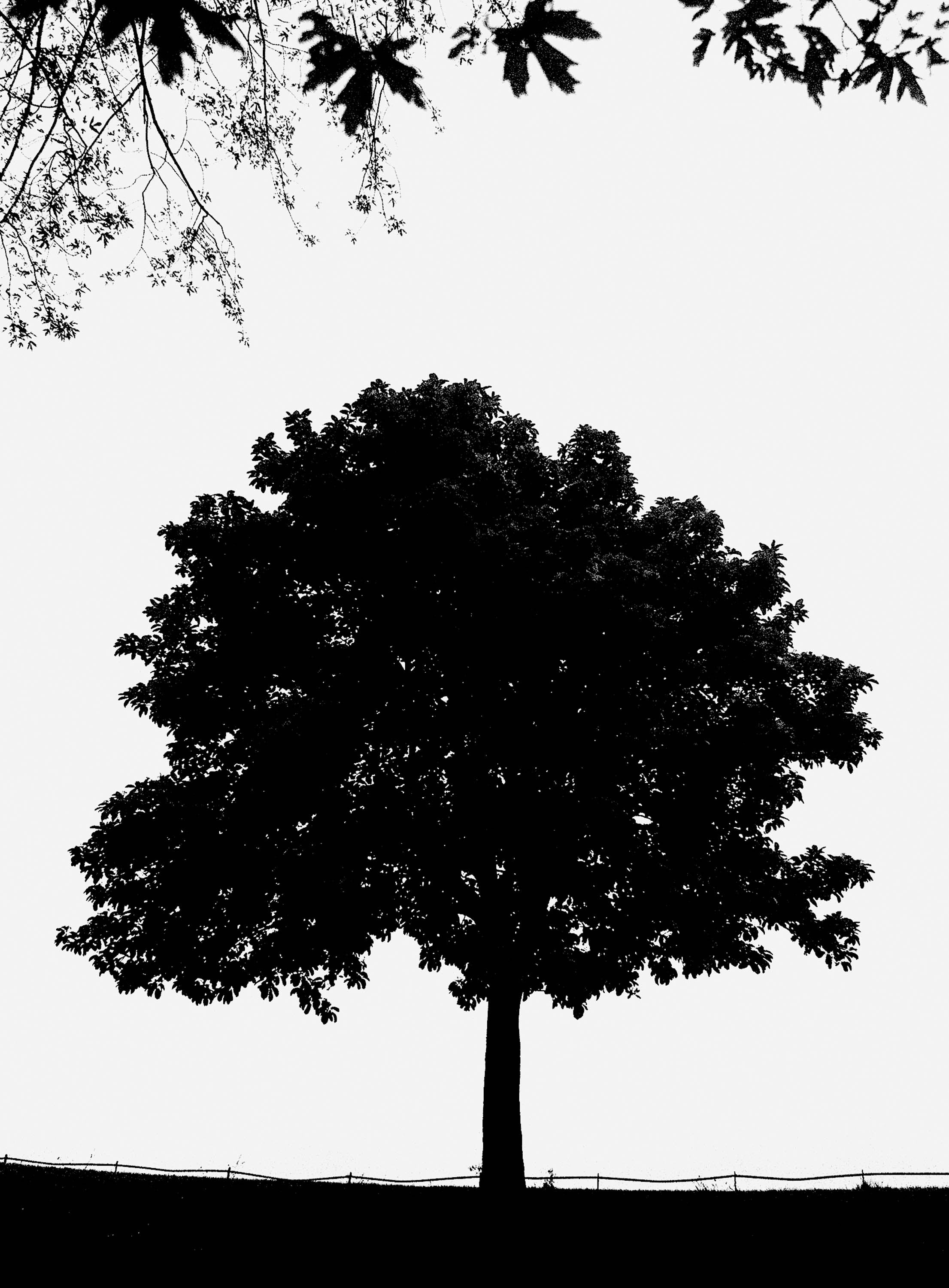 Phoenix Park