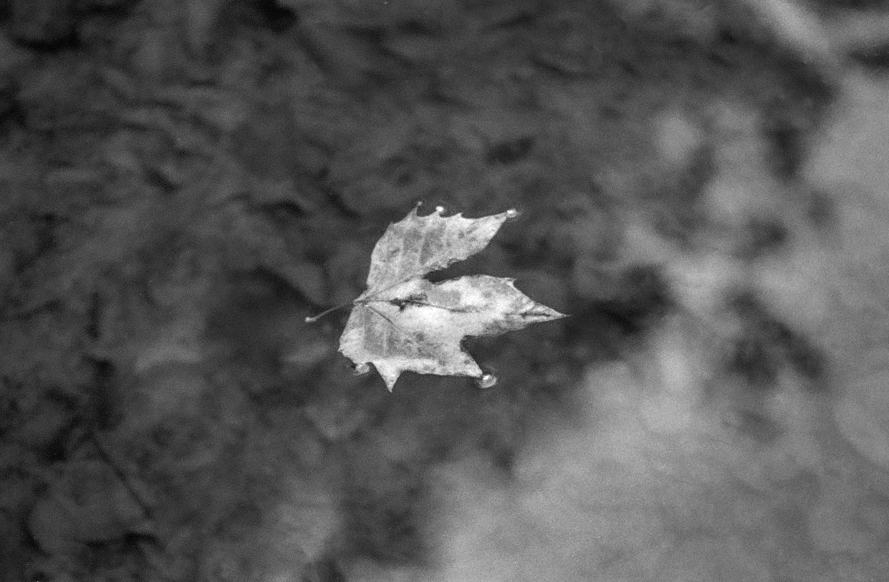Lonely Leaf, St Stephens Green