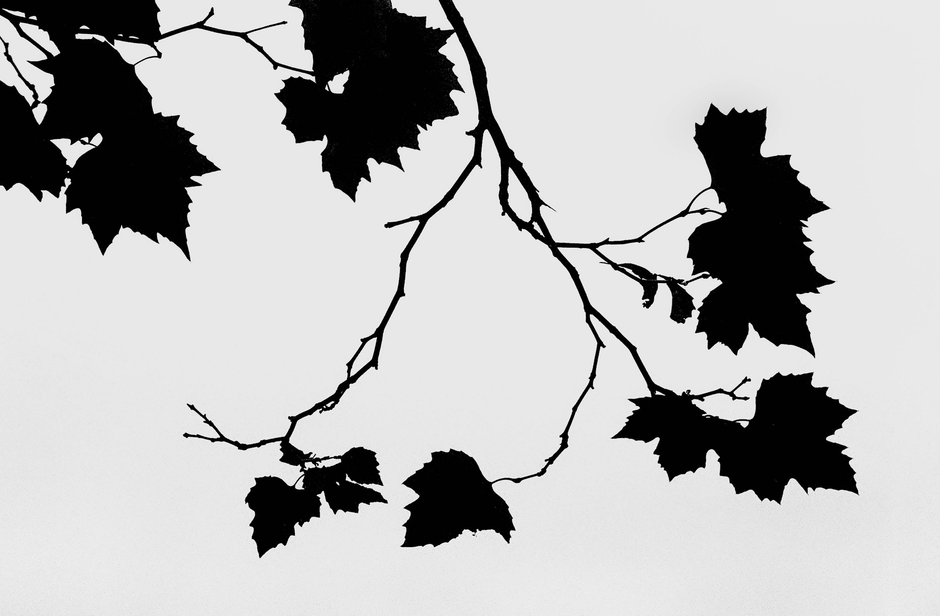 St Stephens Green Leaves