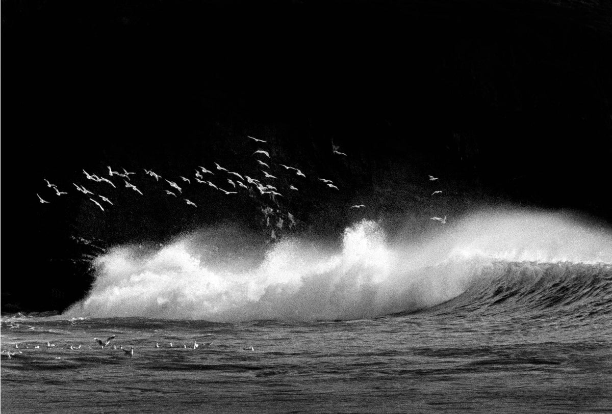 Gulls, Rocky Bay 81 Ireland