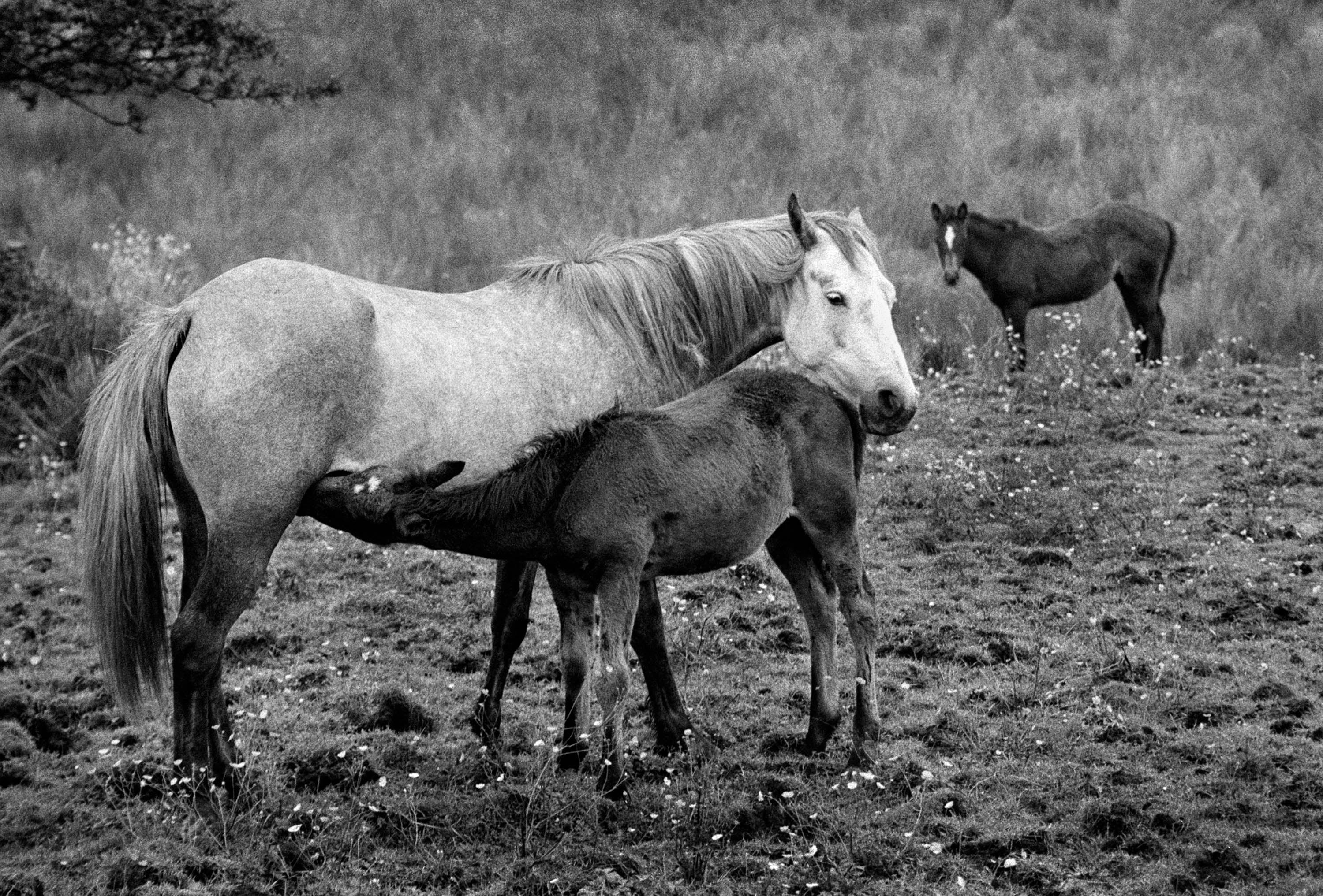 Horse & Foal Connemara '97 Ireland