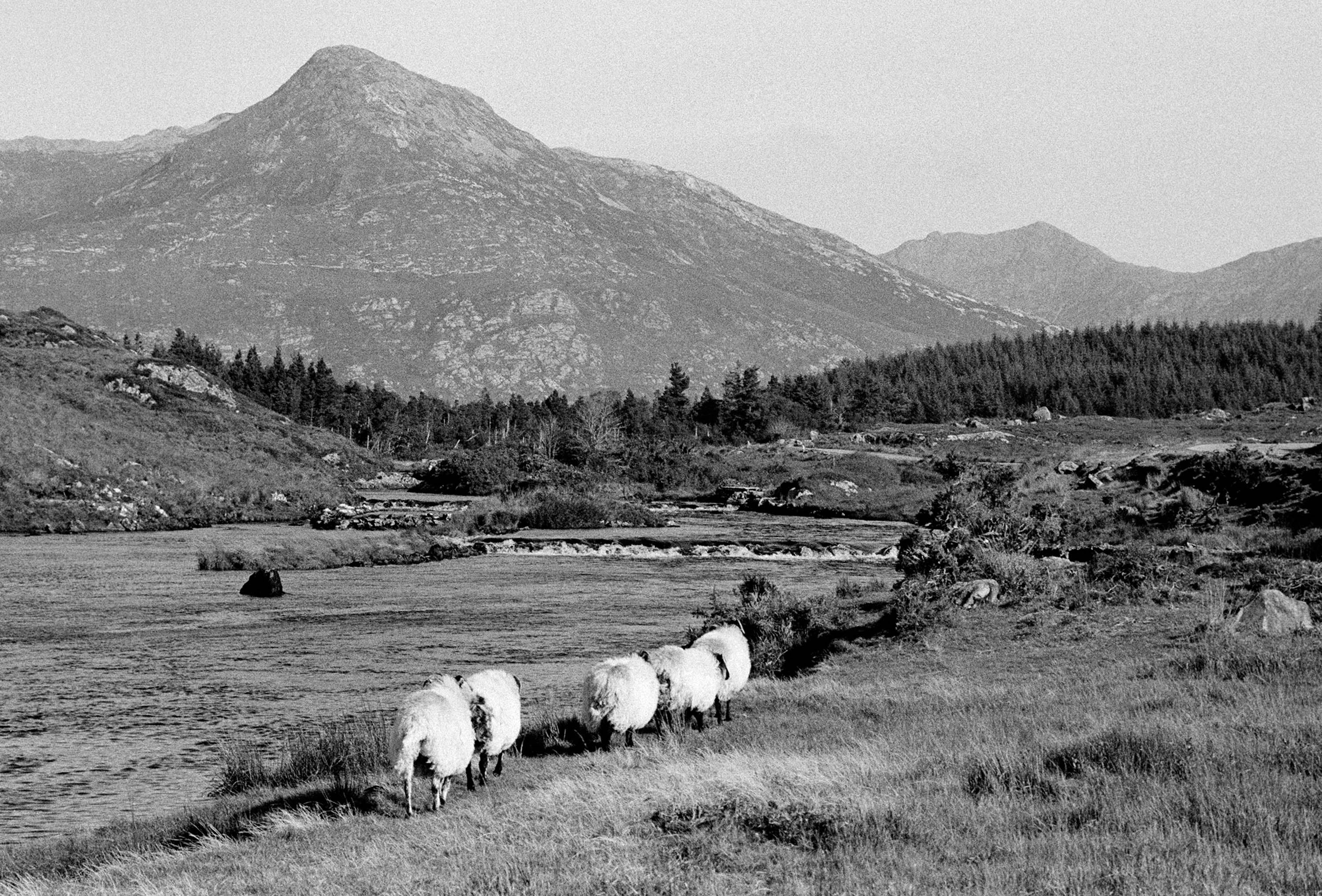 Sheep Connemara '97 Ireland