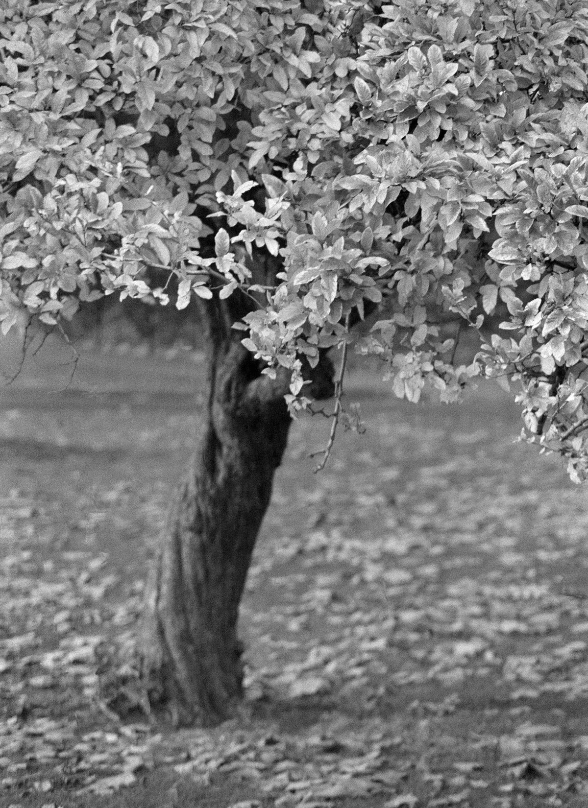 Twisted Tree Dublin '88 Ireland