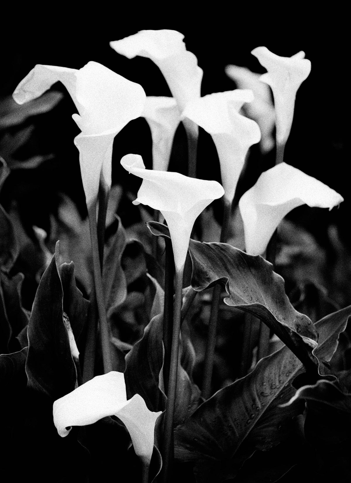 Easter lillies, Connemara '99 Ireland Flowers