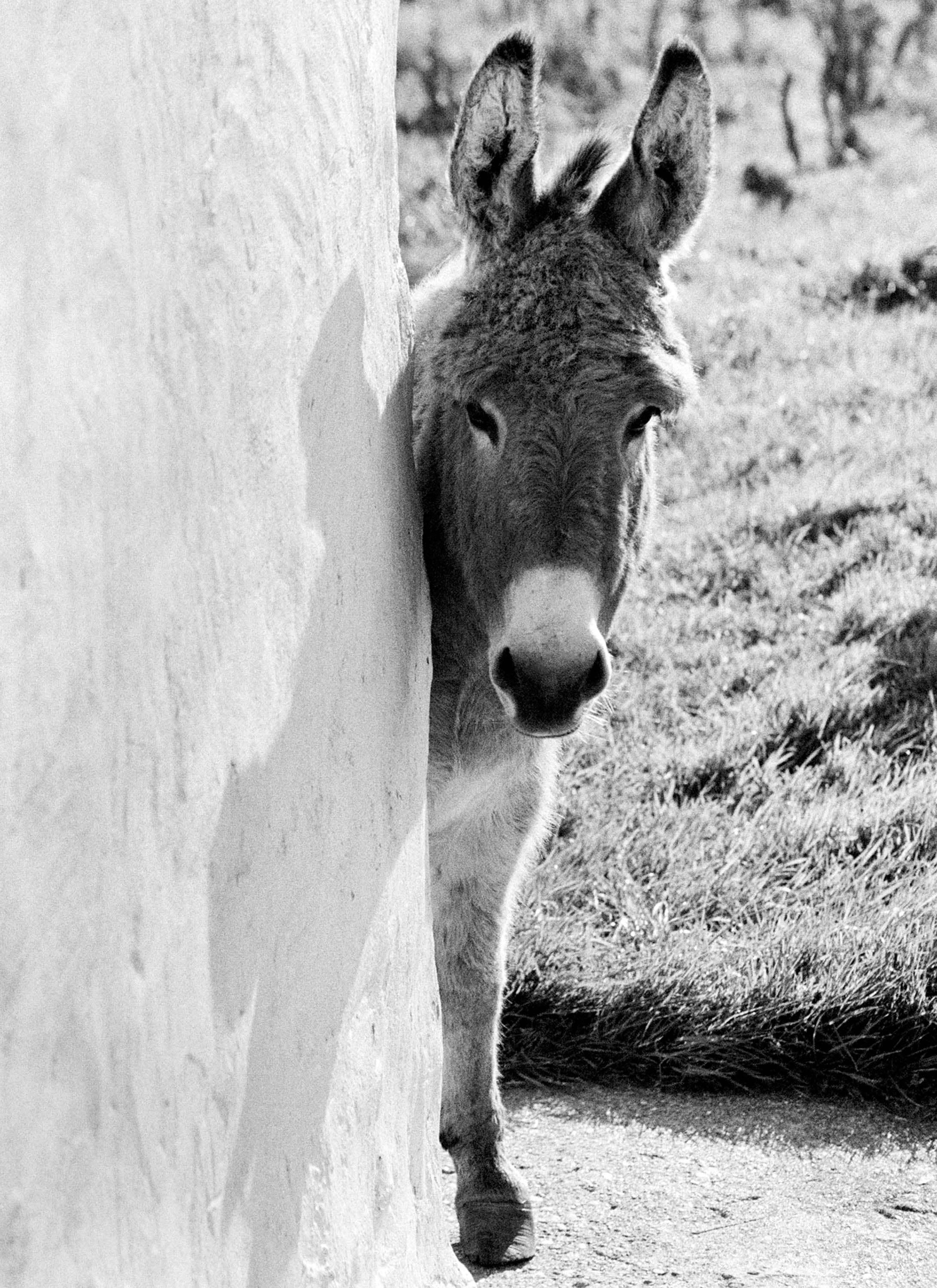 Curious Donkey Galway Ireland