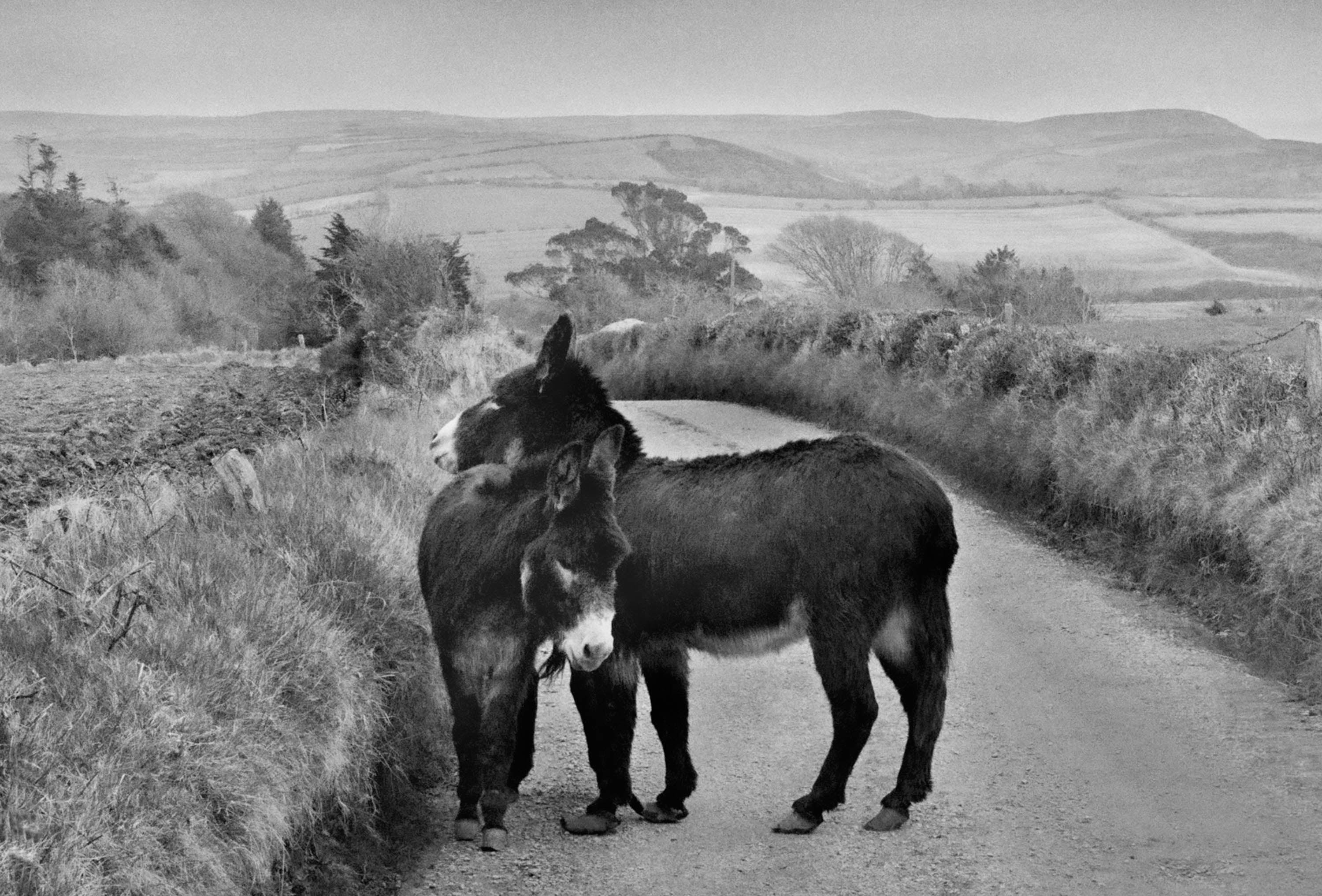 Two Donkeys