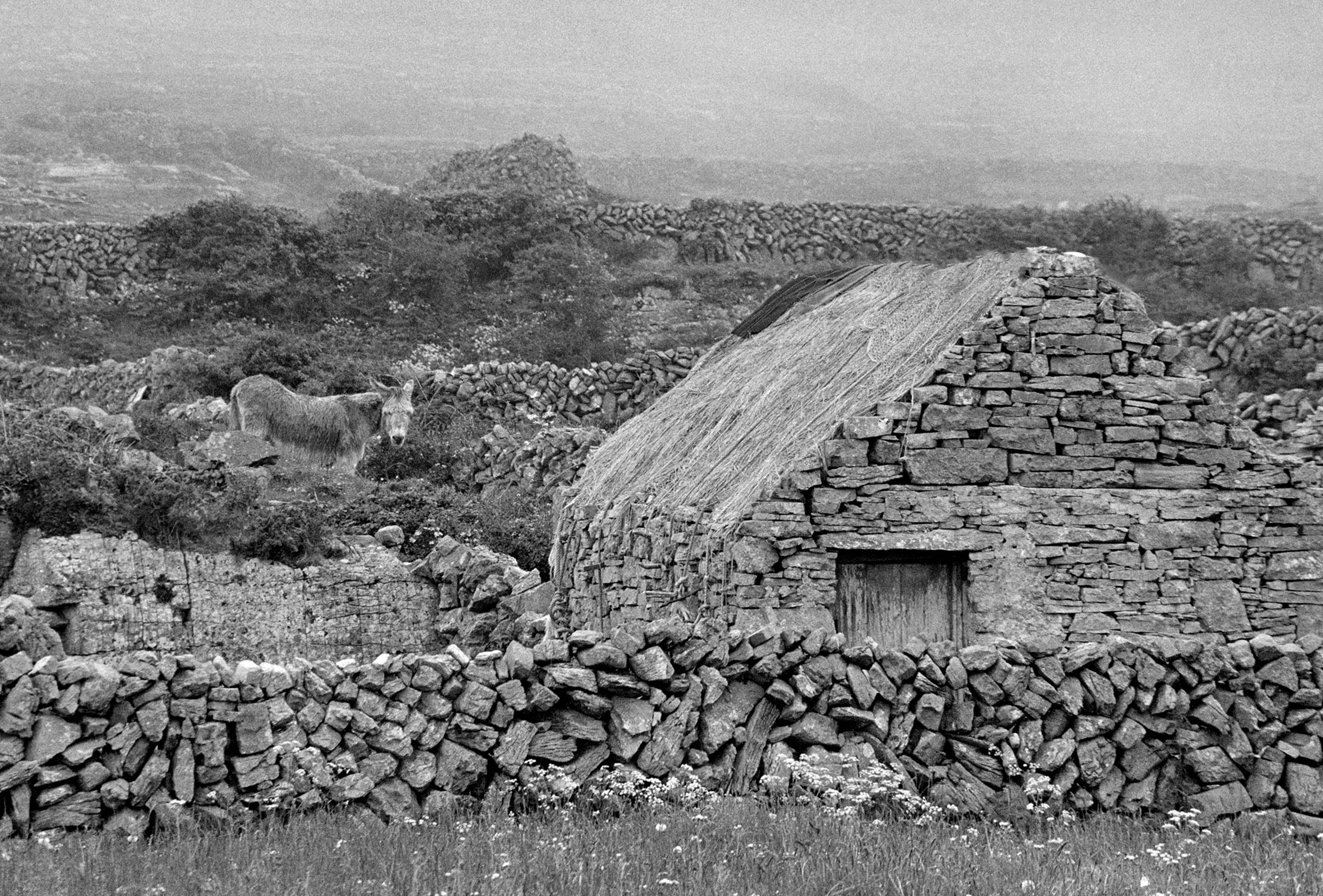 Donkey Aran Islands Cottages Ireland