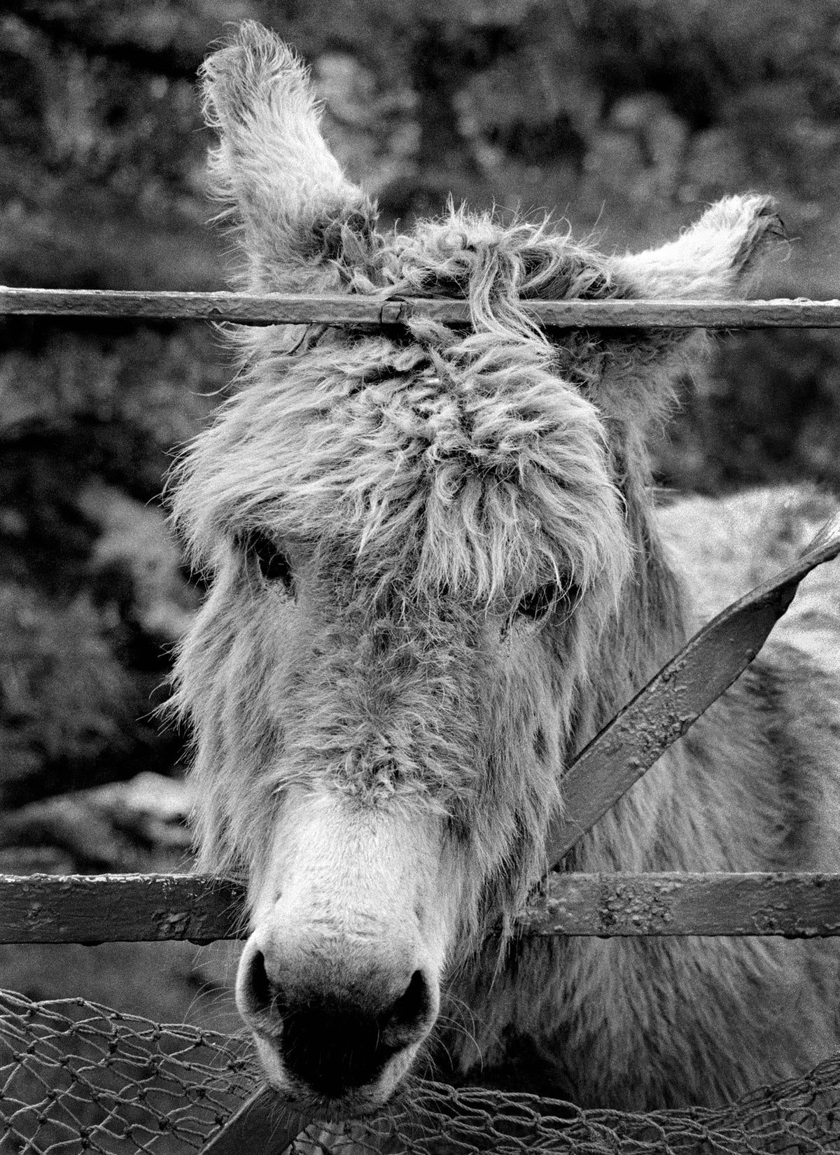 Donkey Aran Islands Ireland '91
