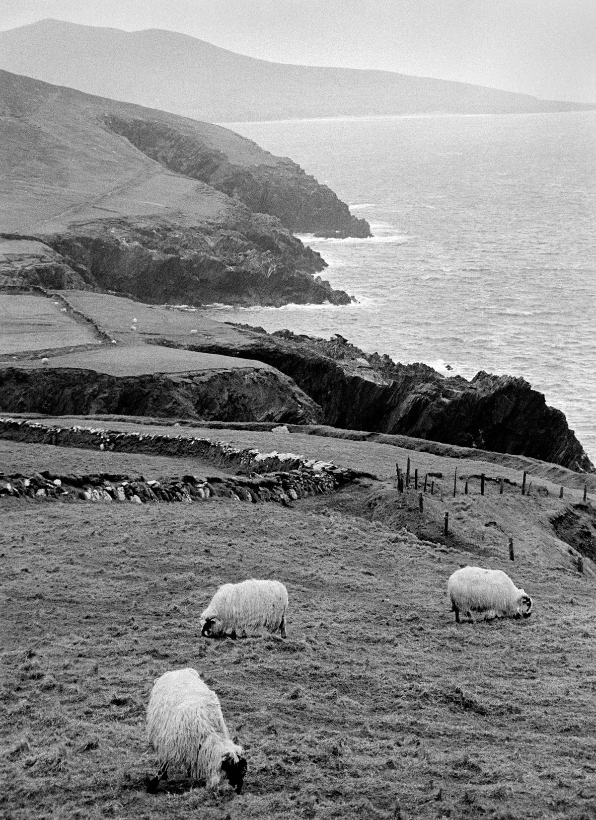Dingle Sheep Kerry '94 Ireland