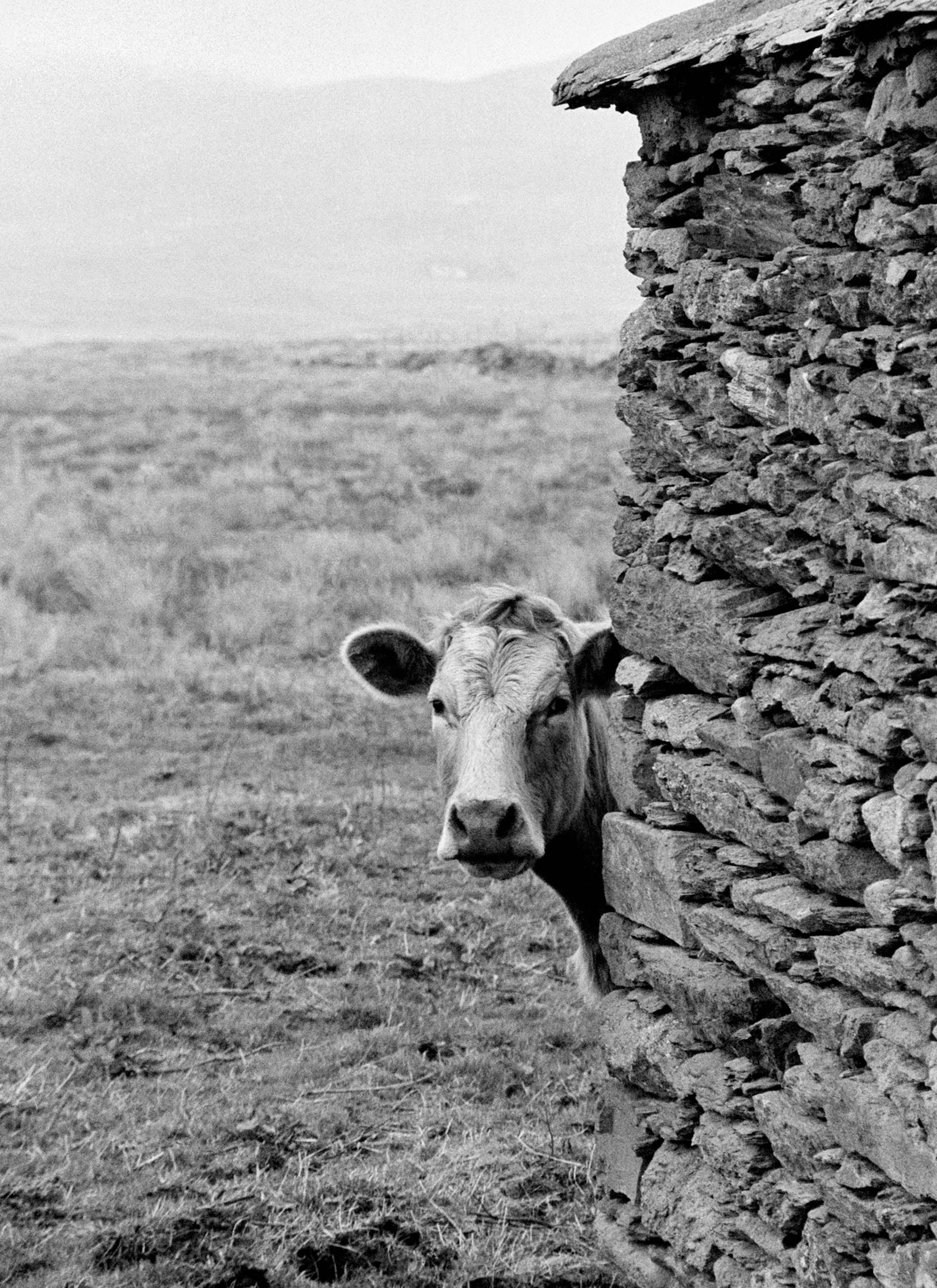 Curious Cow Ireland Valentia Island 