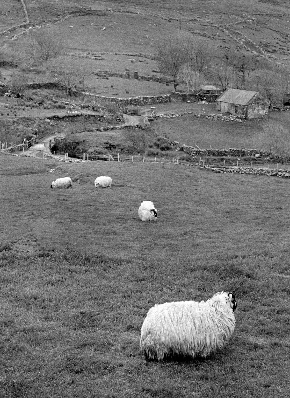 Kerry Sheep '88