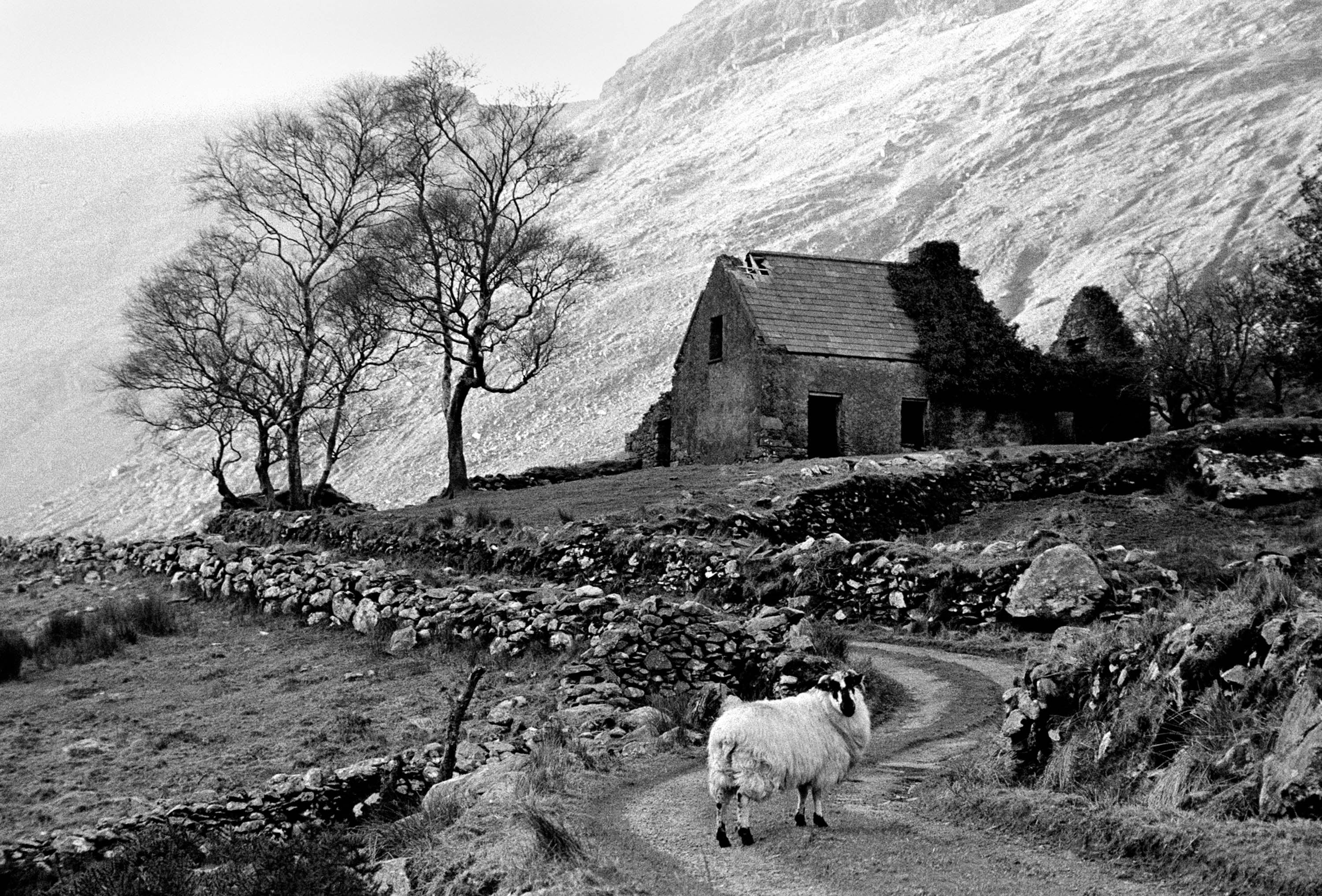 Sheeps trees '94 Kerry Ireland