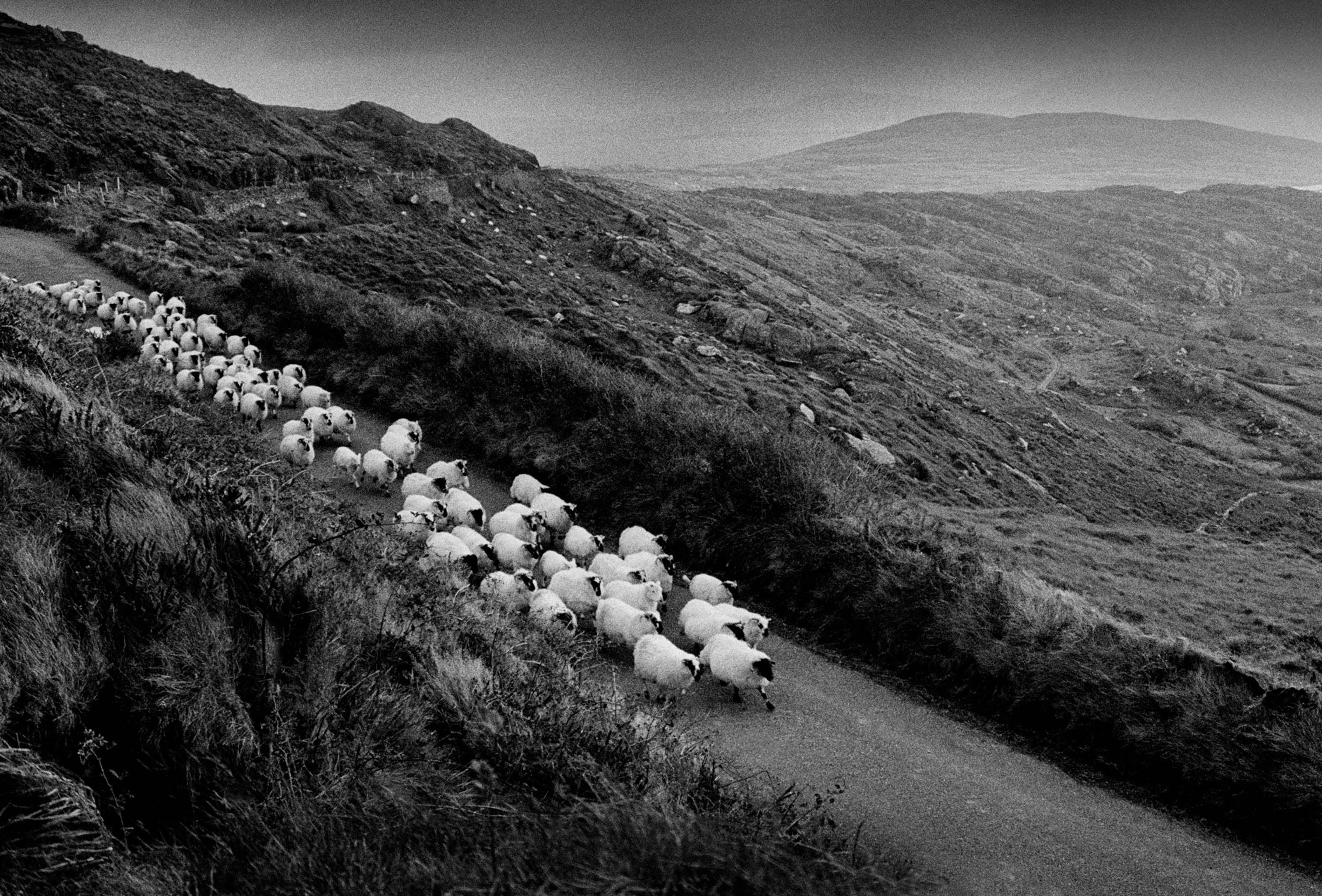 Kerry sheep '98 Herd of sheep Ireland