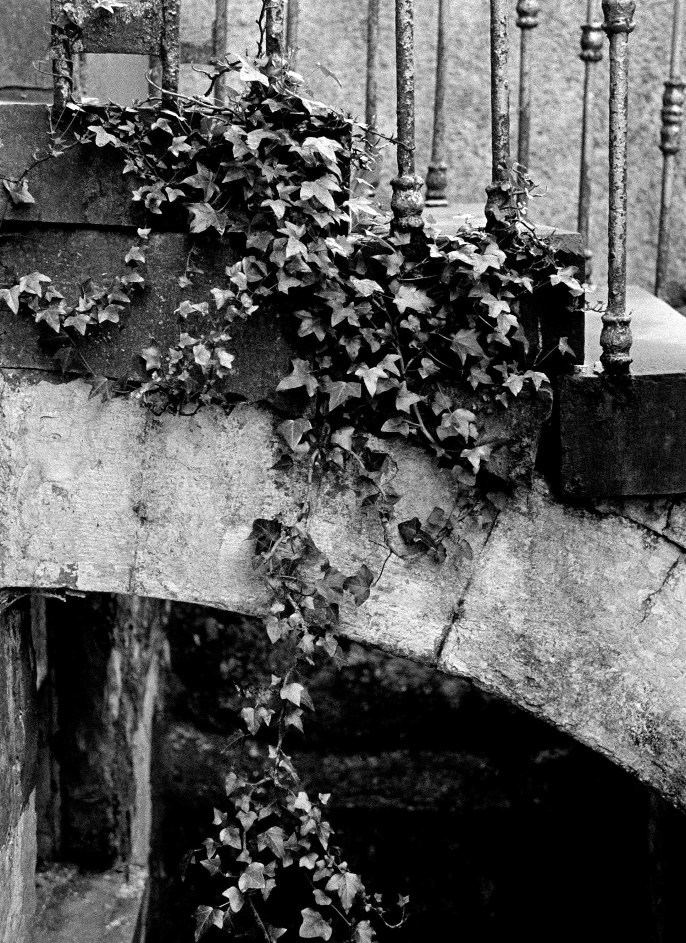Hanging Ivy '88 Ireland