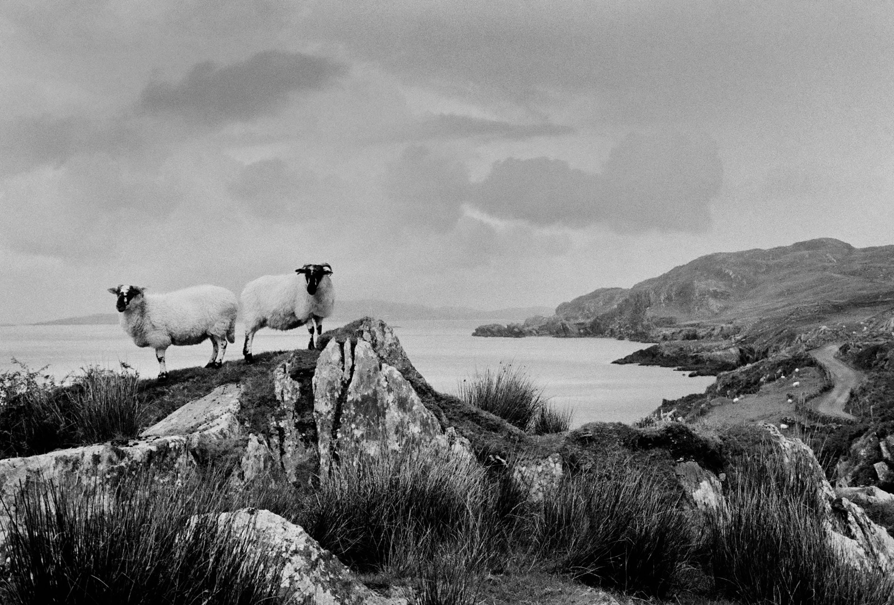 Two Sheep, Beara