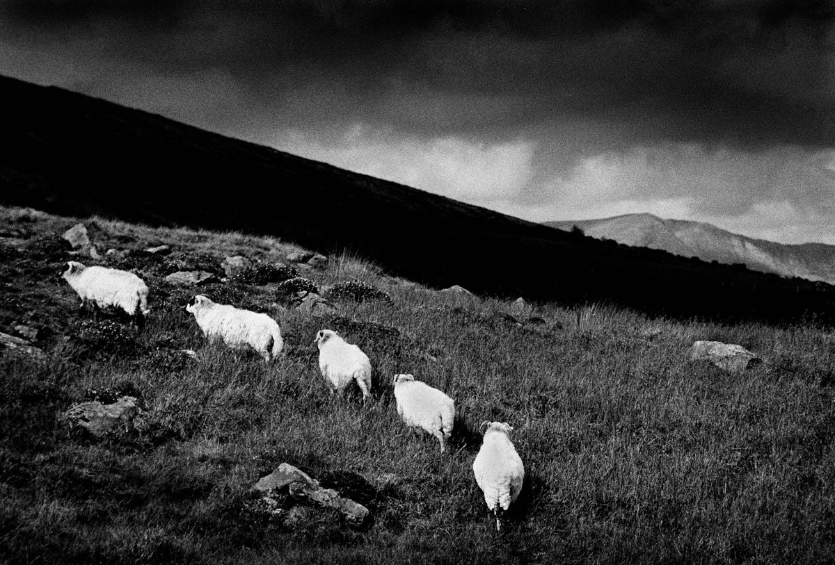 Five Sheep Beara Peninsula Kerry Ireland