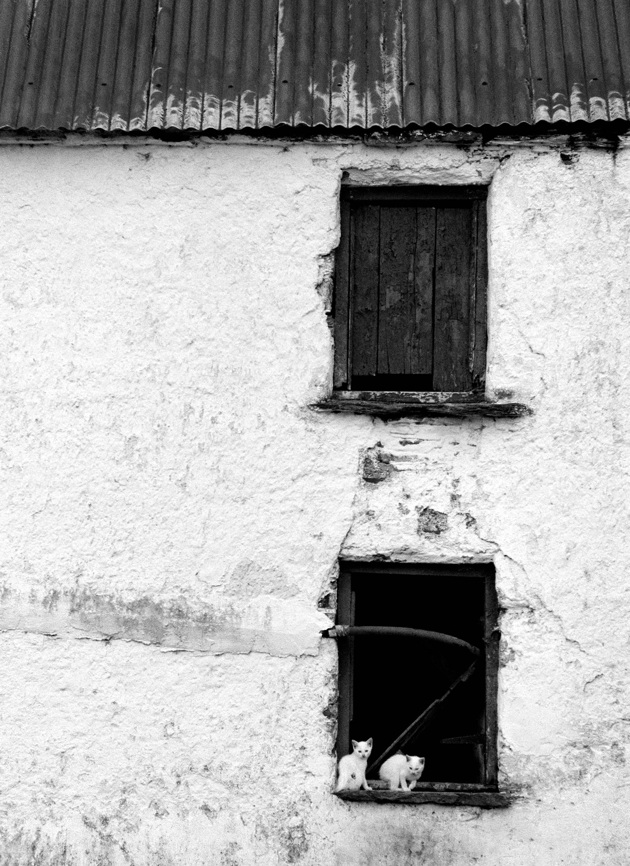 Kittens West Cork '88 Ireland